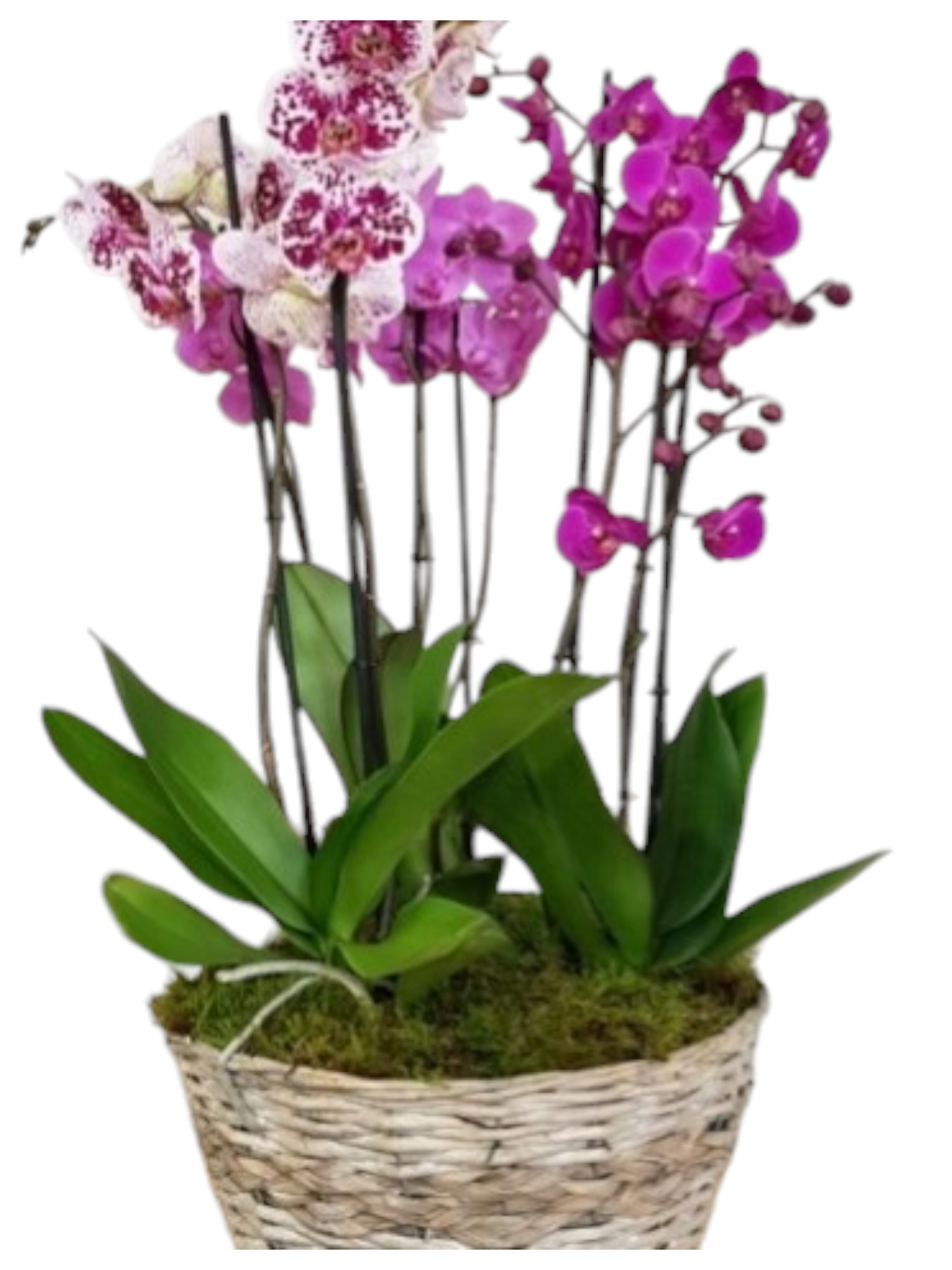 Featured image for “Cesto in vimini con 3 orchidee”