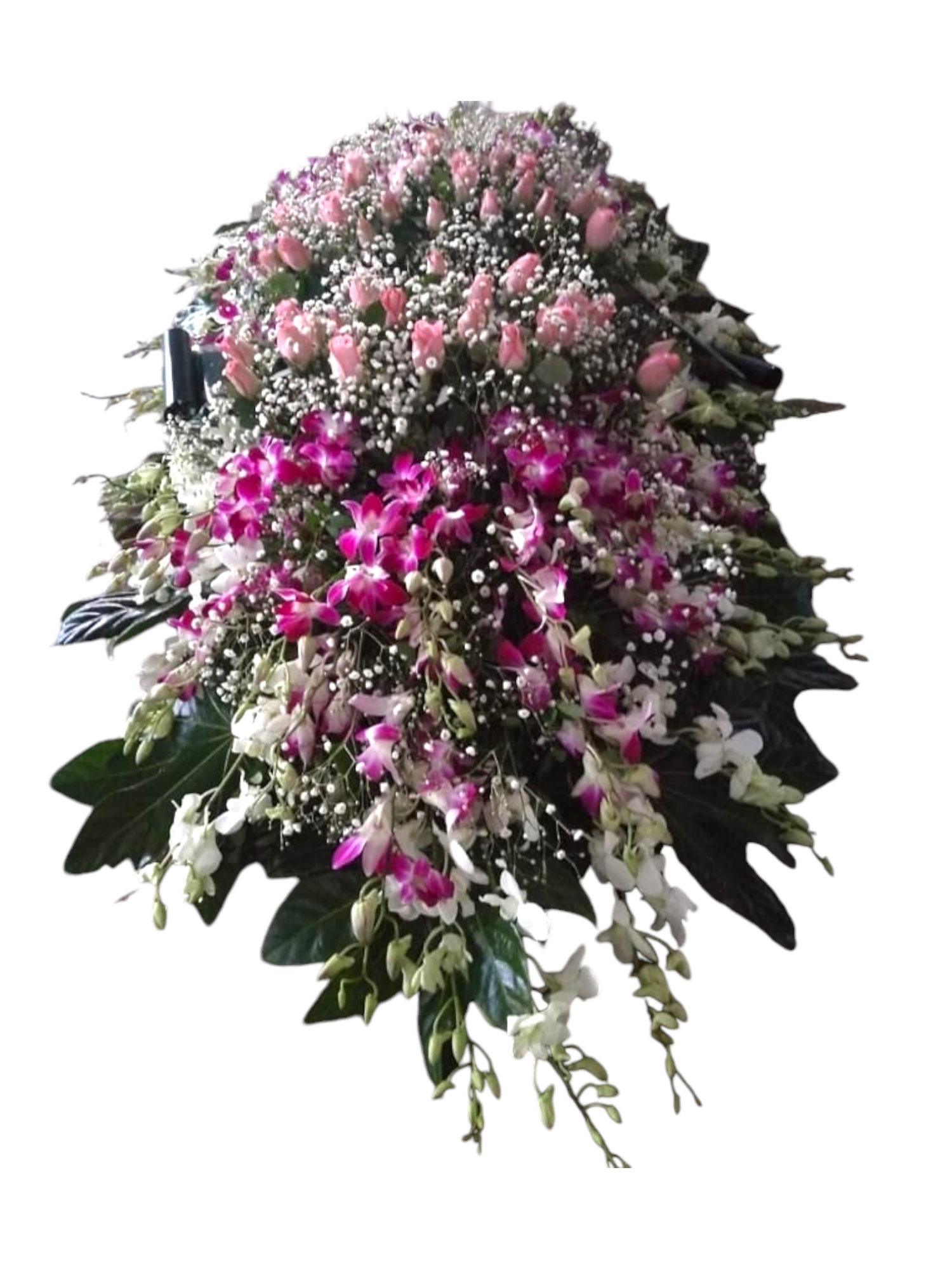 Featured image for “Copricassa funebre dendrobium”