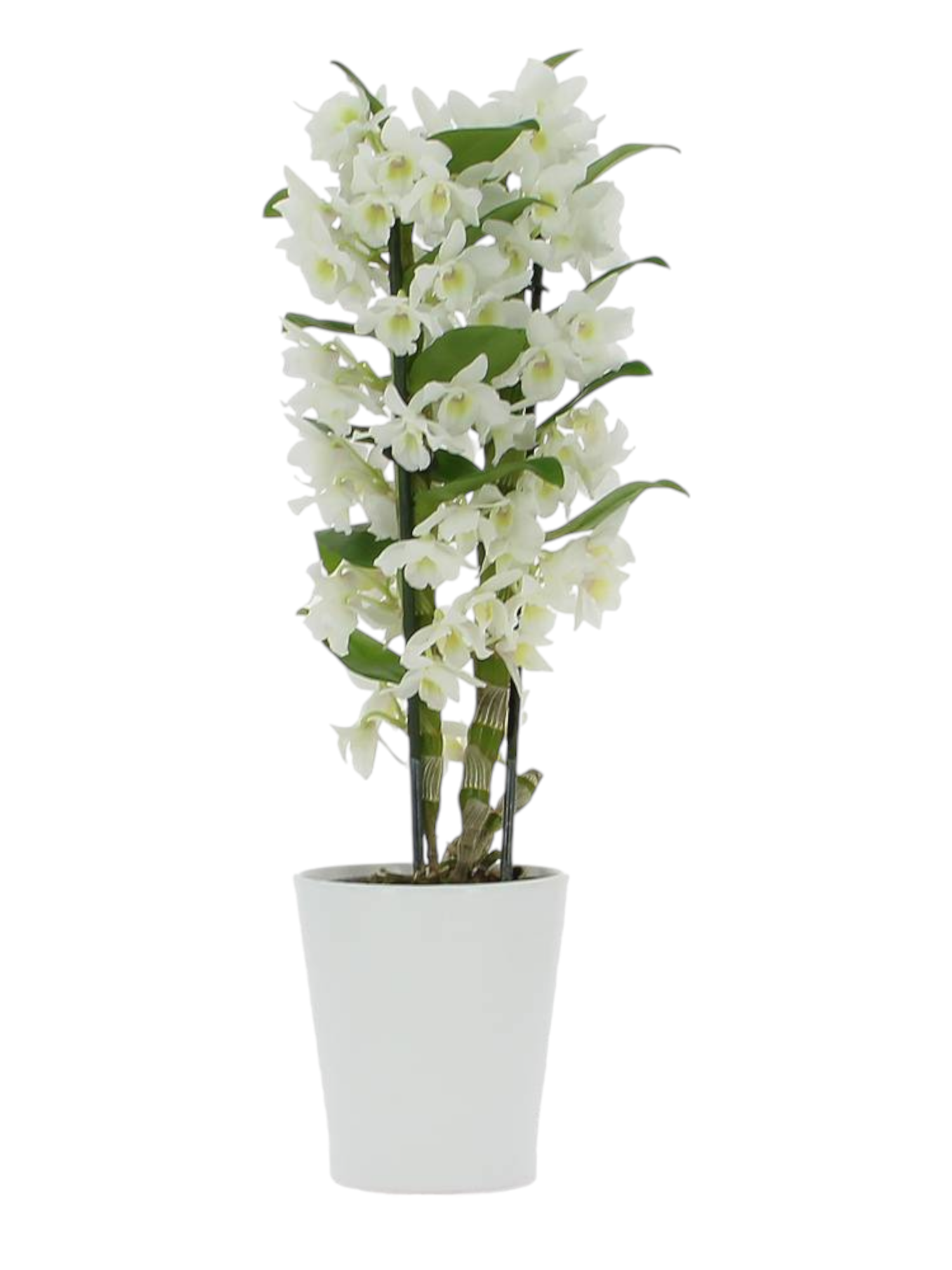 Featured image for “Orchidea Dendrobium Bianca”