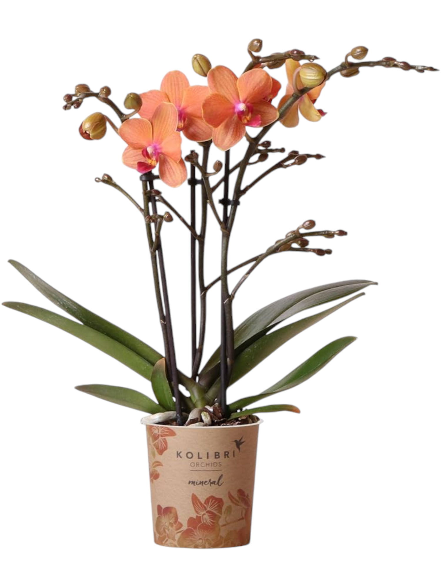 Featured image for “Orchidea phalaenopsis arancione”