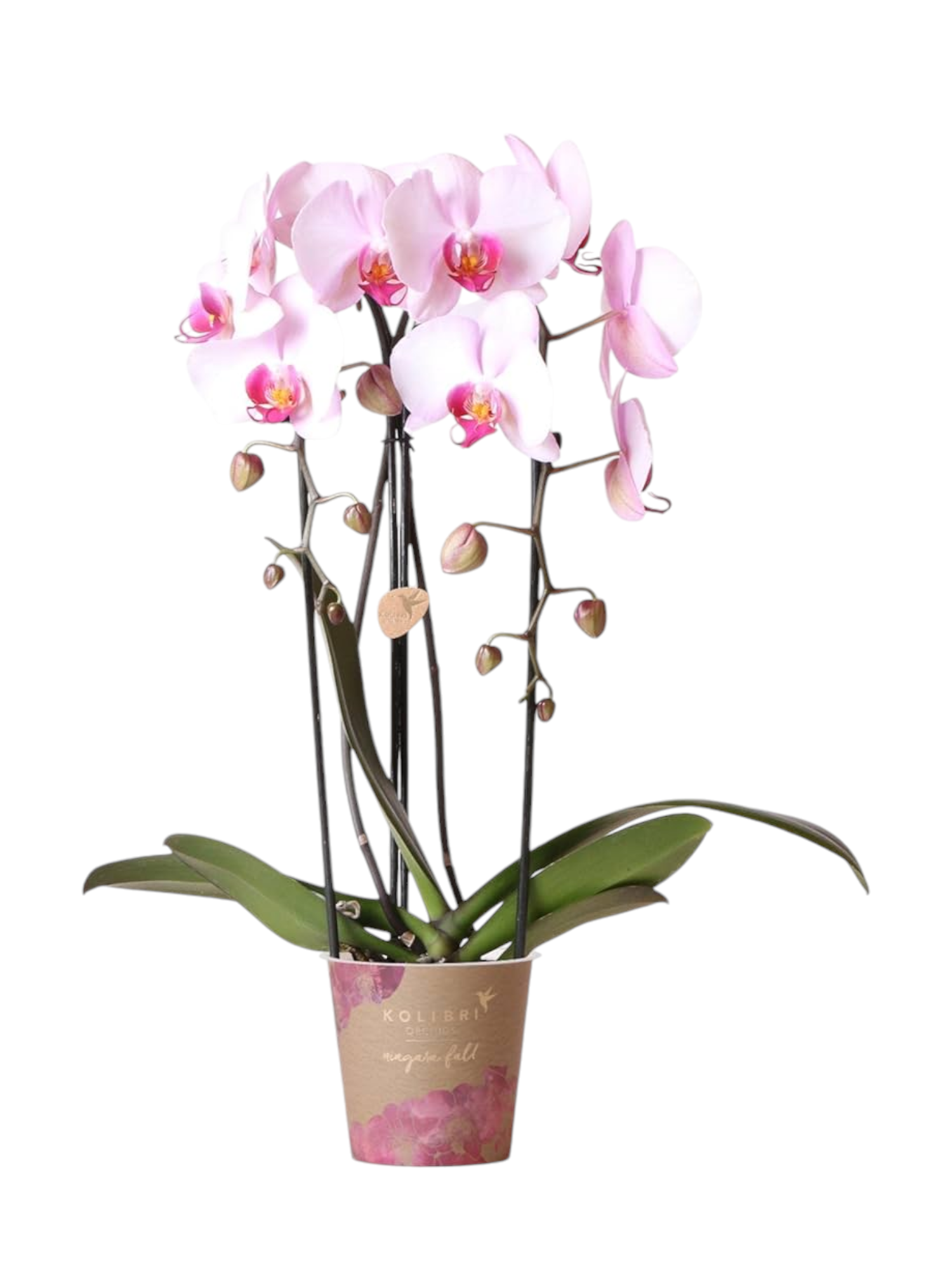 Featured image for “Orchidea phalaenopsis rosa”