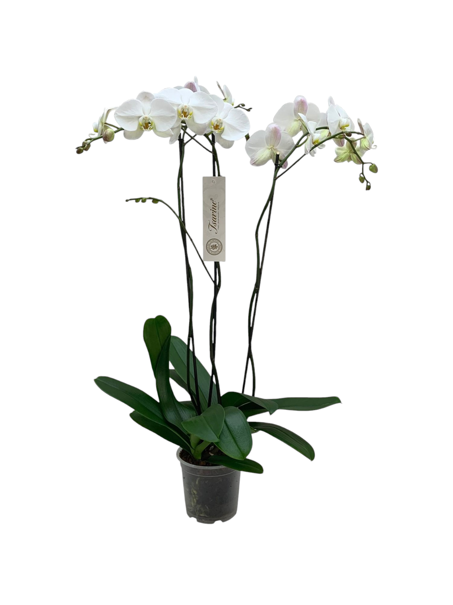 Featured image for “Orchidea phalaenopsis bianca”