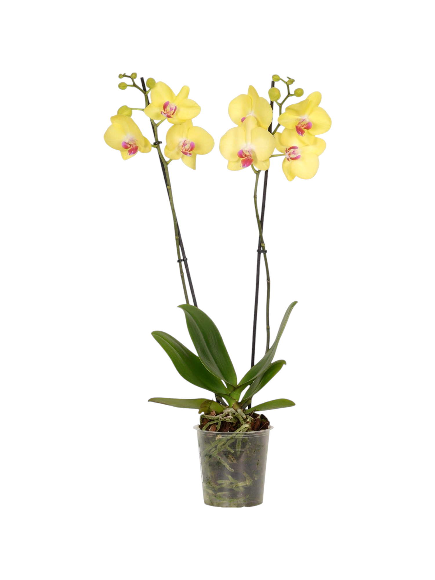 Featured image for “Orchidea phalaenopsis gialla”