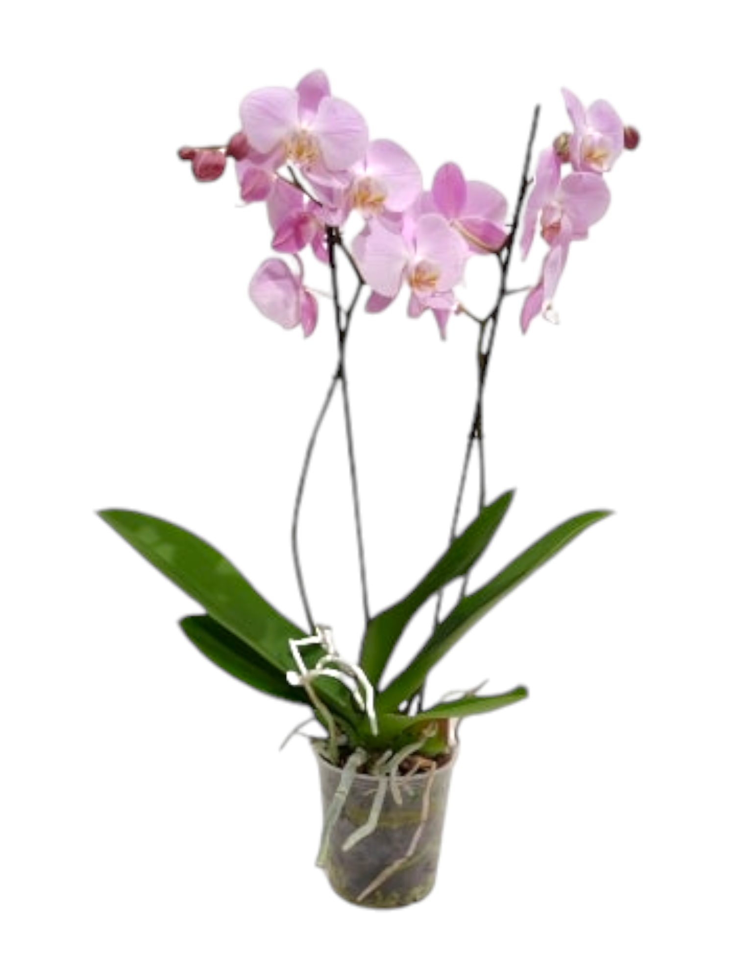 Featured image for “Orchidea phalaenopsis rosa chiaro”
