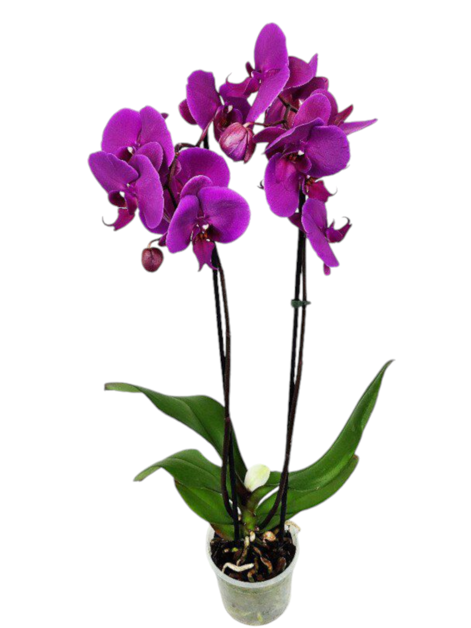 Featured image for “Orchidea phalaenopsis viola”