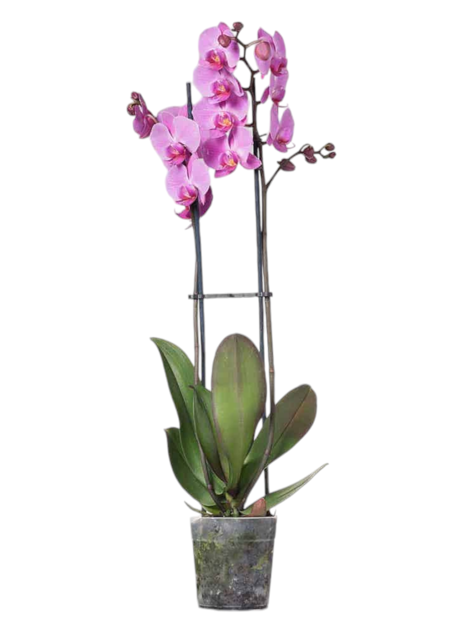 Featured image for “Orchidea phalaenopsis fucsia”