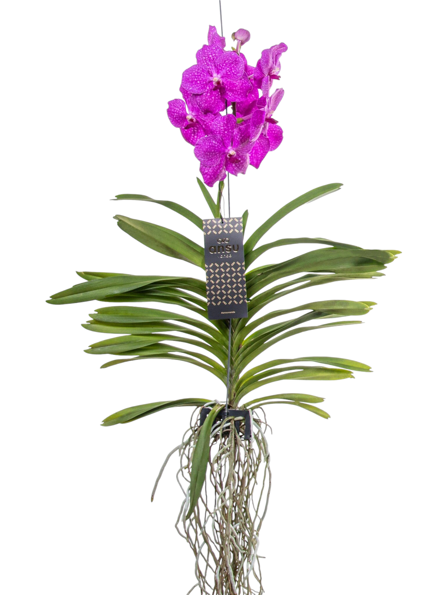 Featured image for “Orchidea Vanda Fucsia”