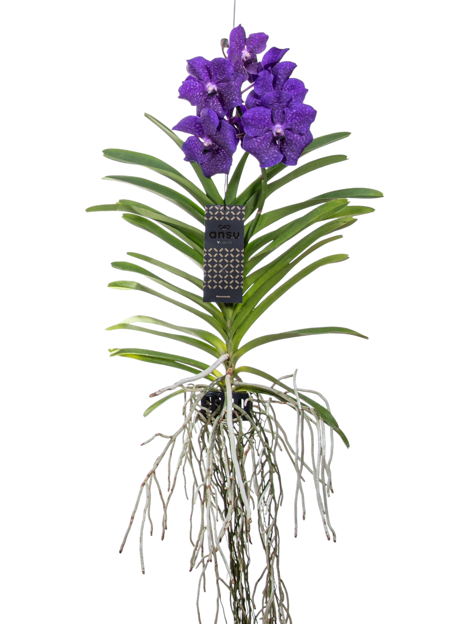 Featured image for “Orchidea Vanda Viola”