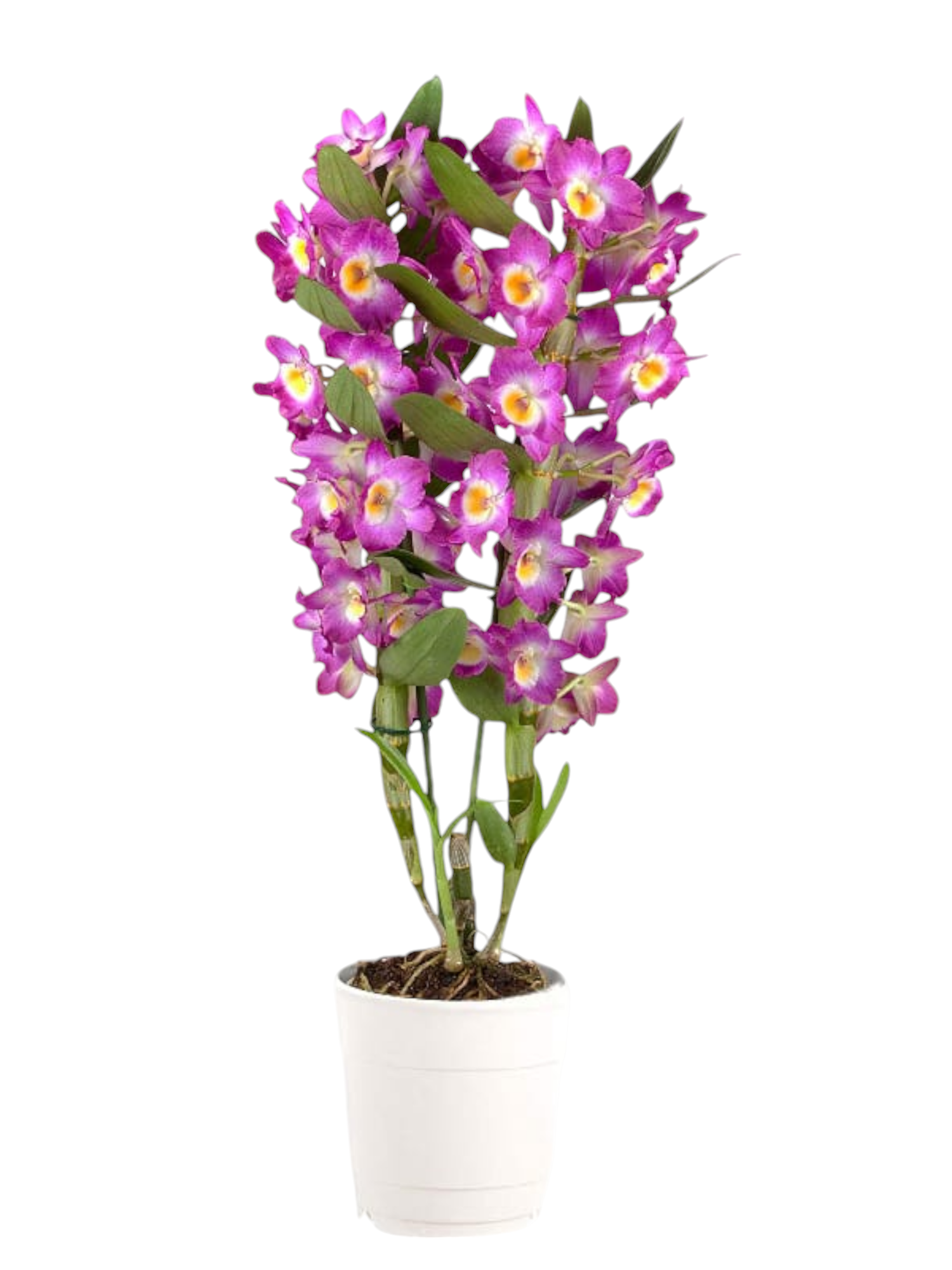 Featured image for “Orchidea Dendrobium Rosa”