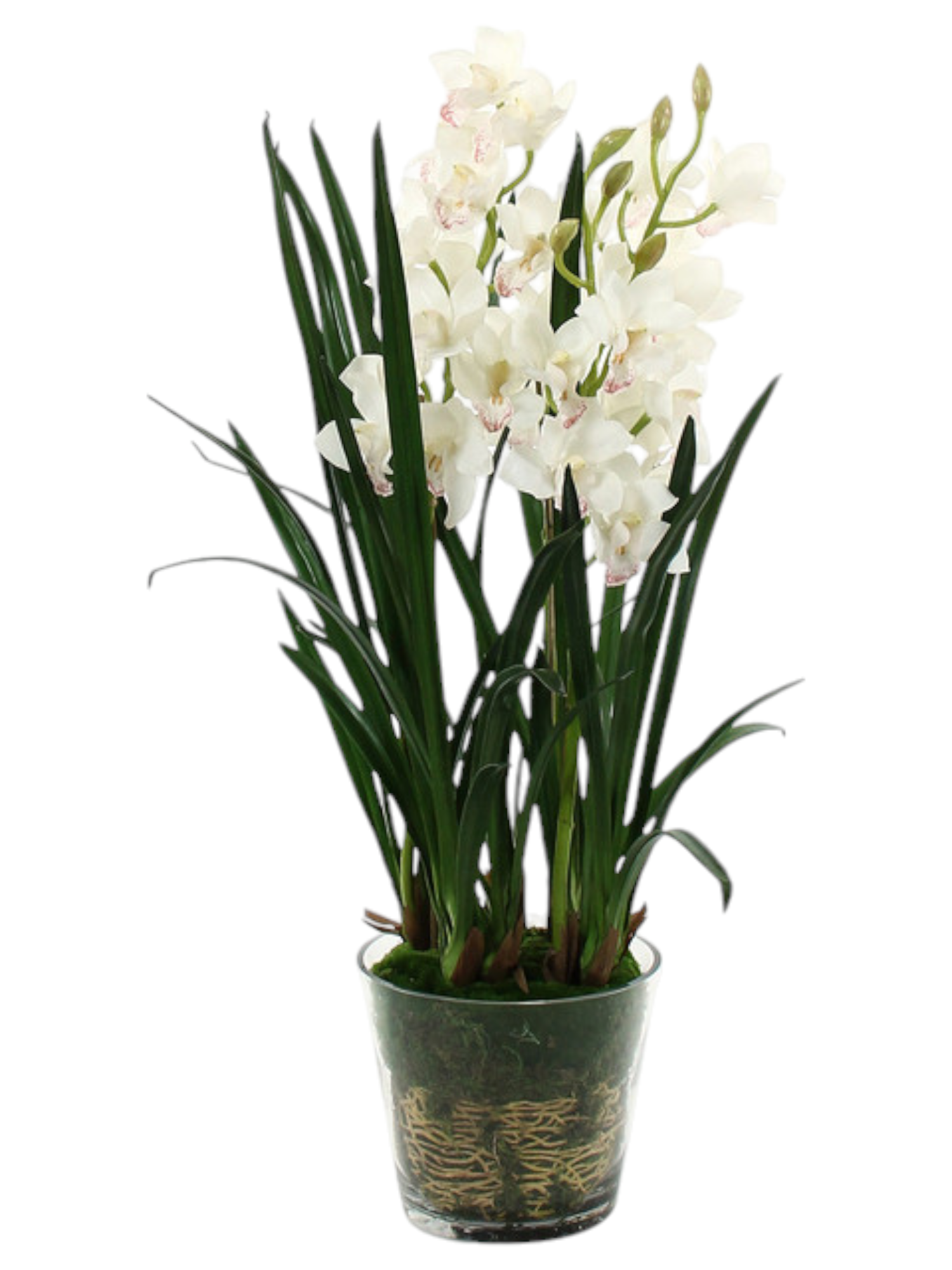 Featured image for “Orchidea Cymbidium bianca”