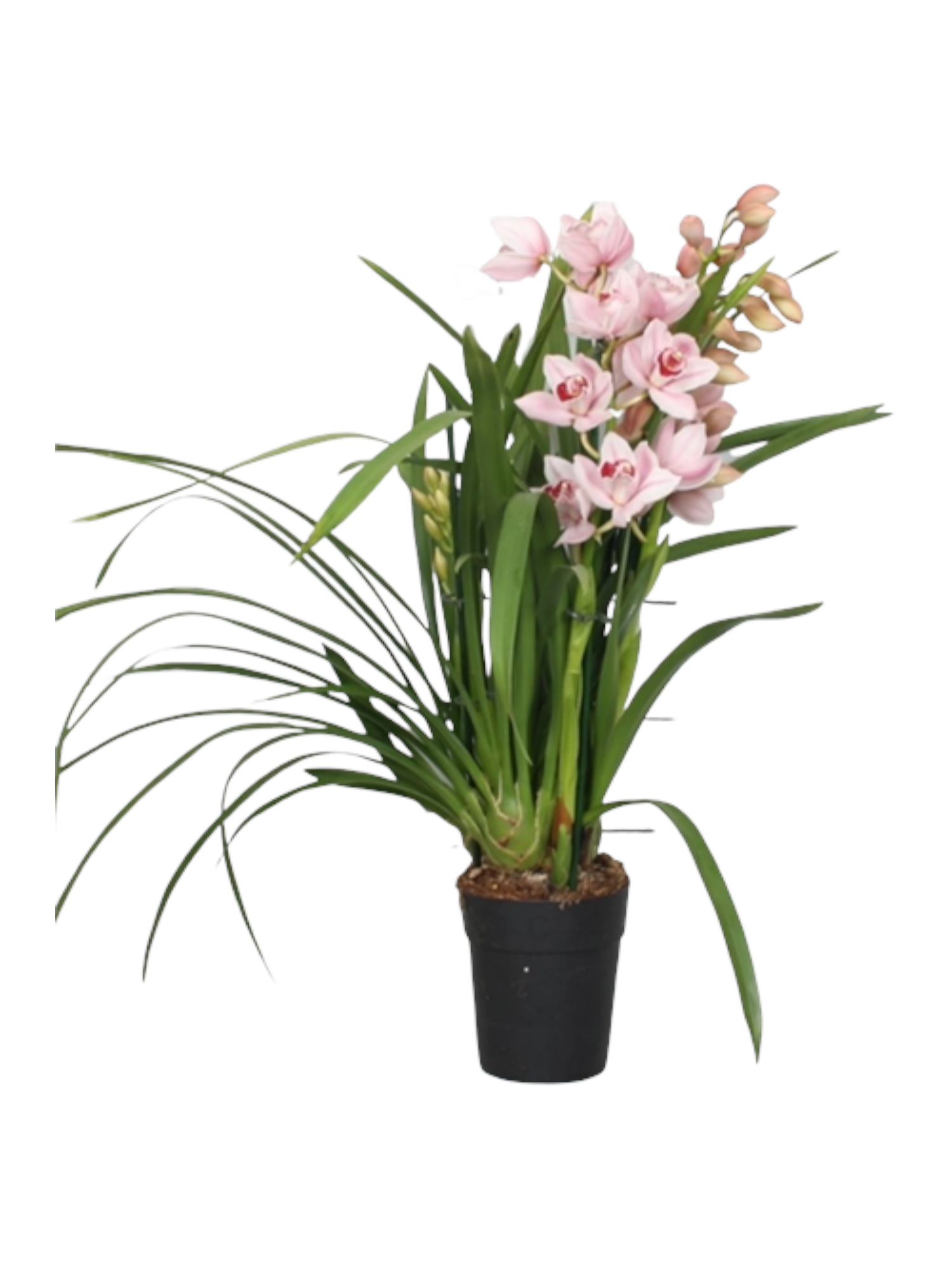 Featured image for “Orchidea Cymbidium Rosa”