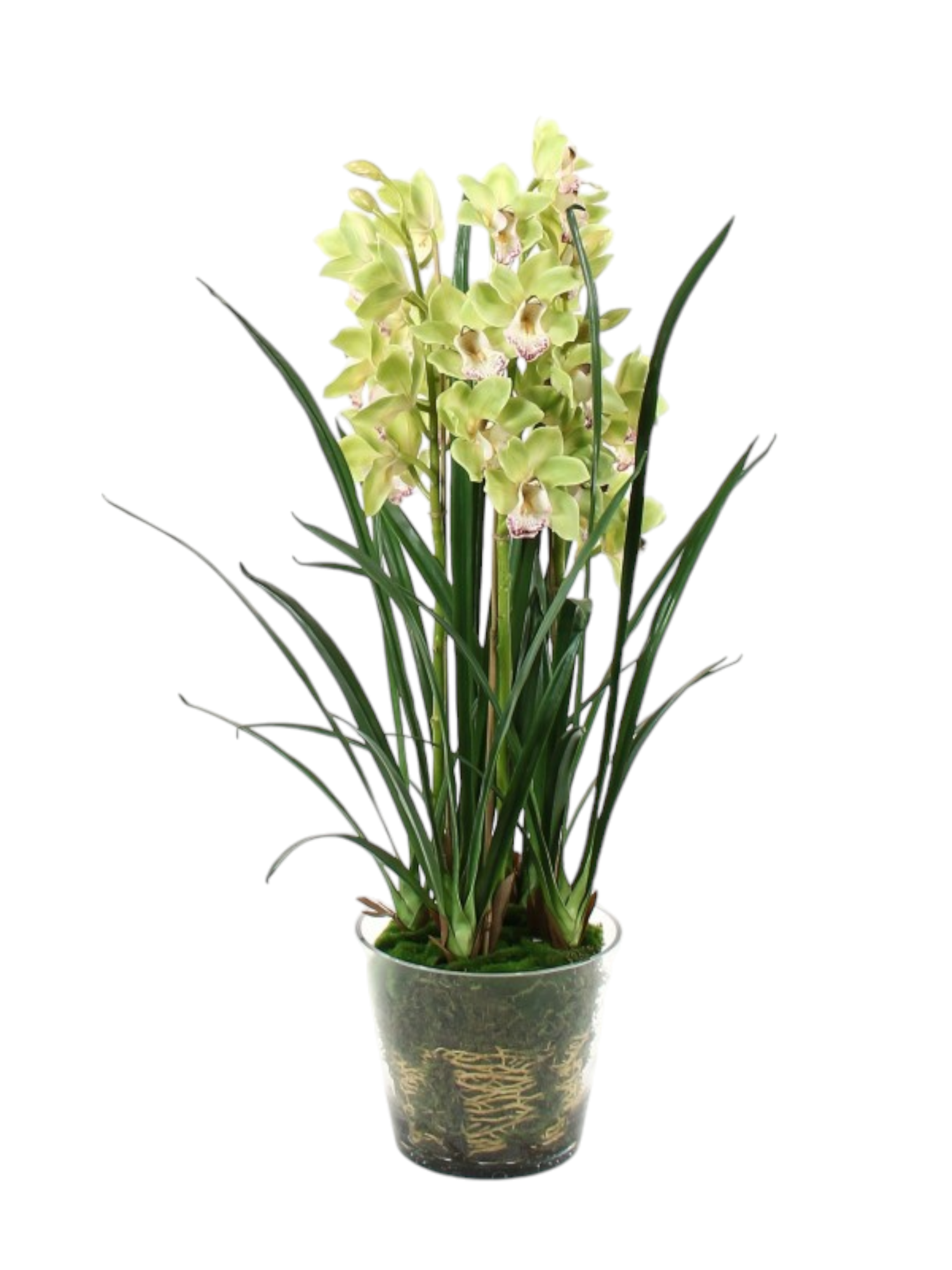 Featured image for “Orchidea Cymbidium Verde”
