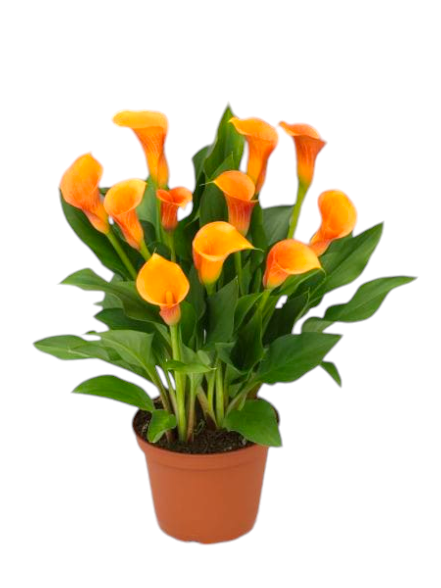 Featured image for “Calla arancione”