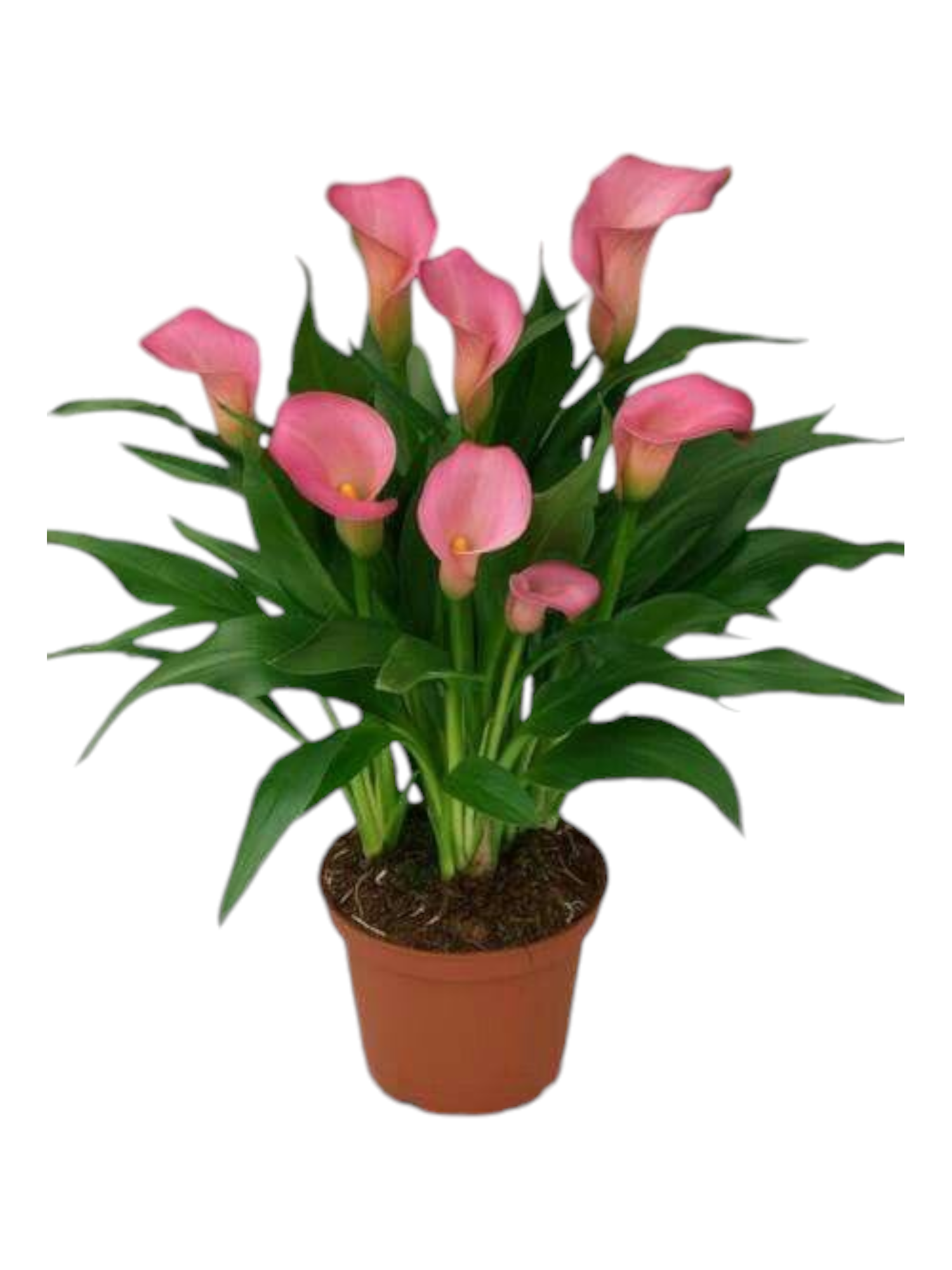 Featured image for “Calla rosa”