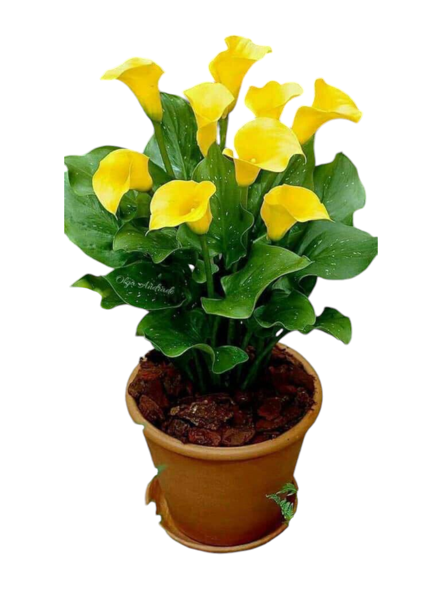 Featured image for “Calla gialla”