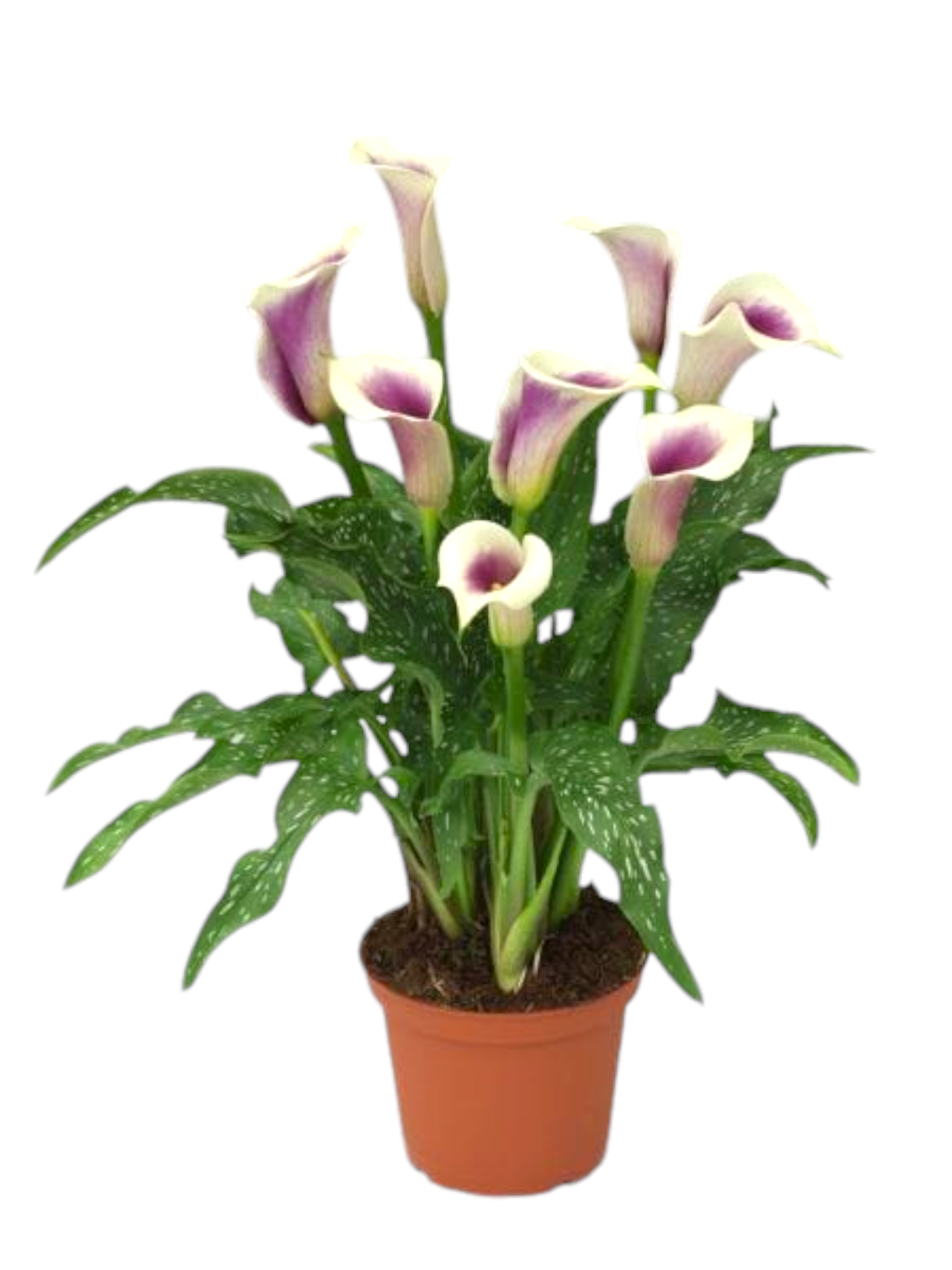 Featured image for “Calla bianca e viola”