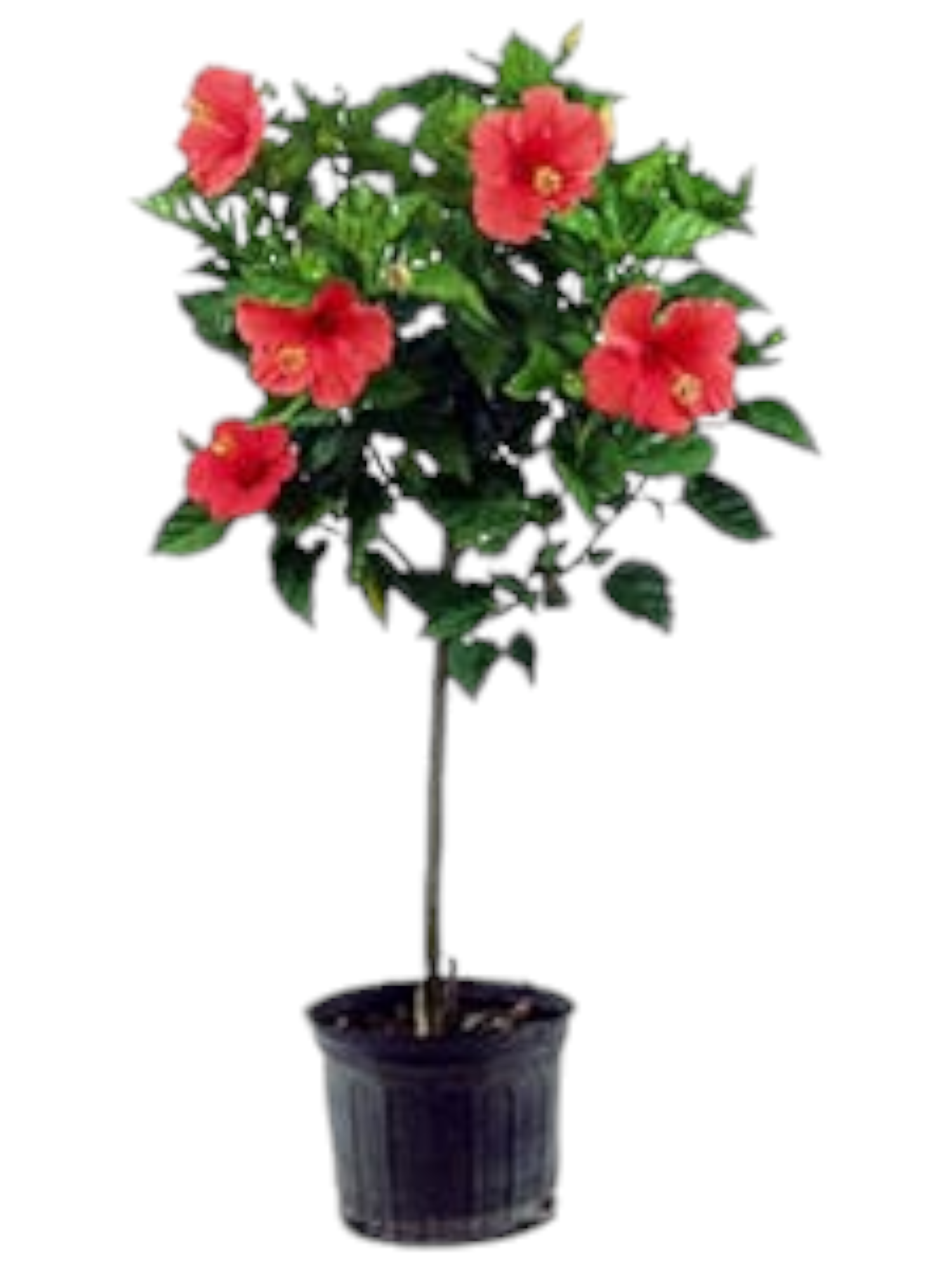 Featured image for “Hibiscus ad alberello”
