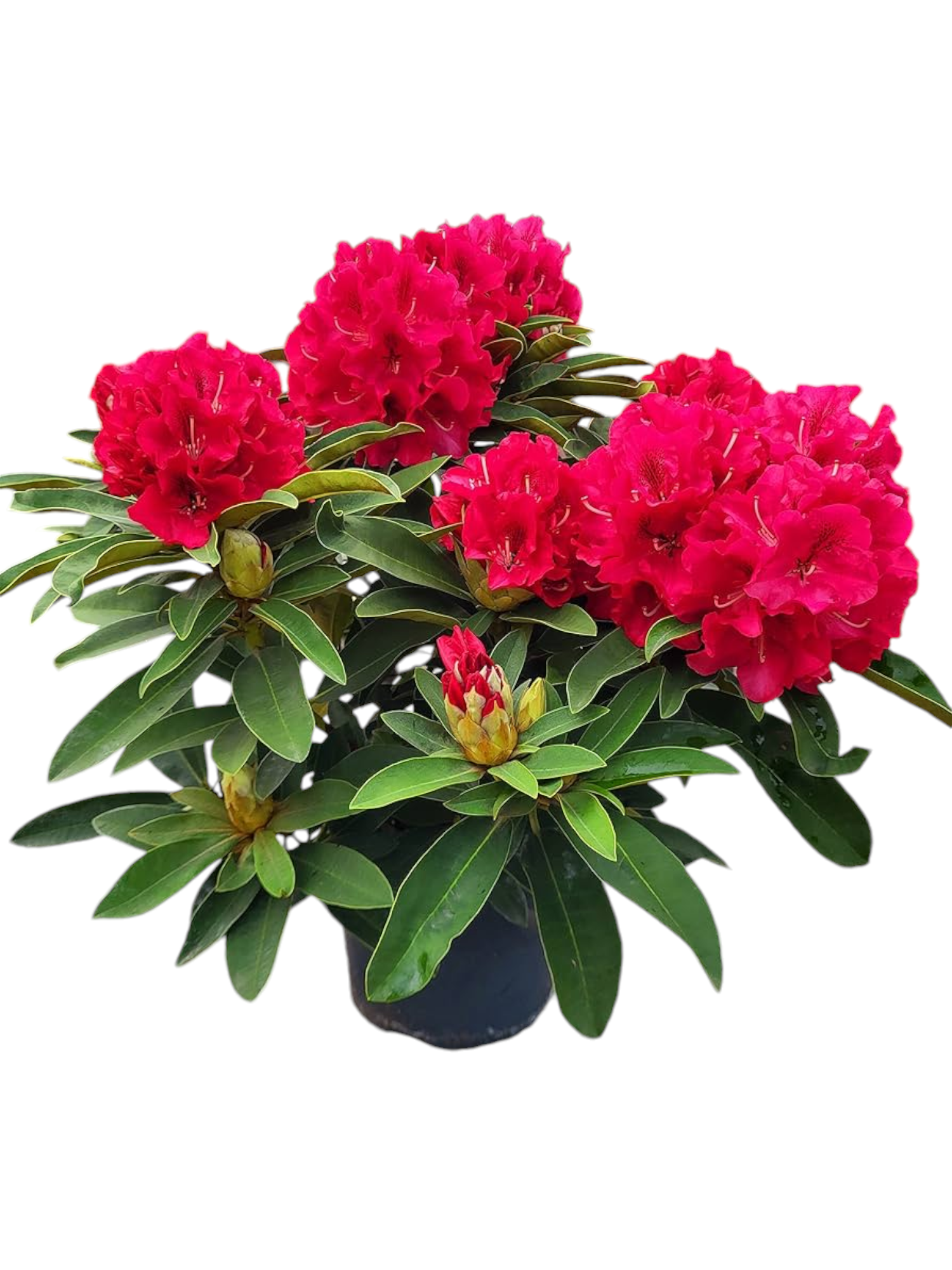Featured image for “Rododendro rosso”