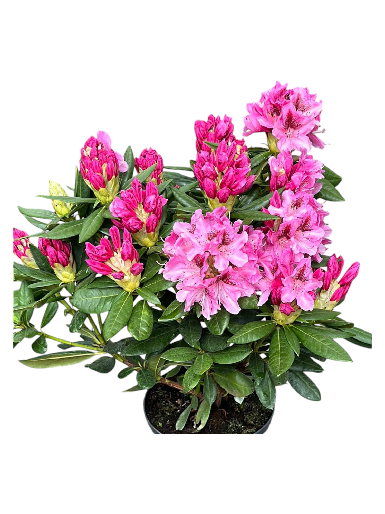 Featured image for “Rododendro rosa”