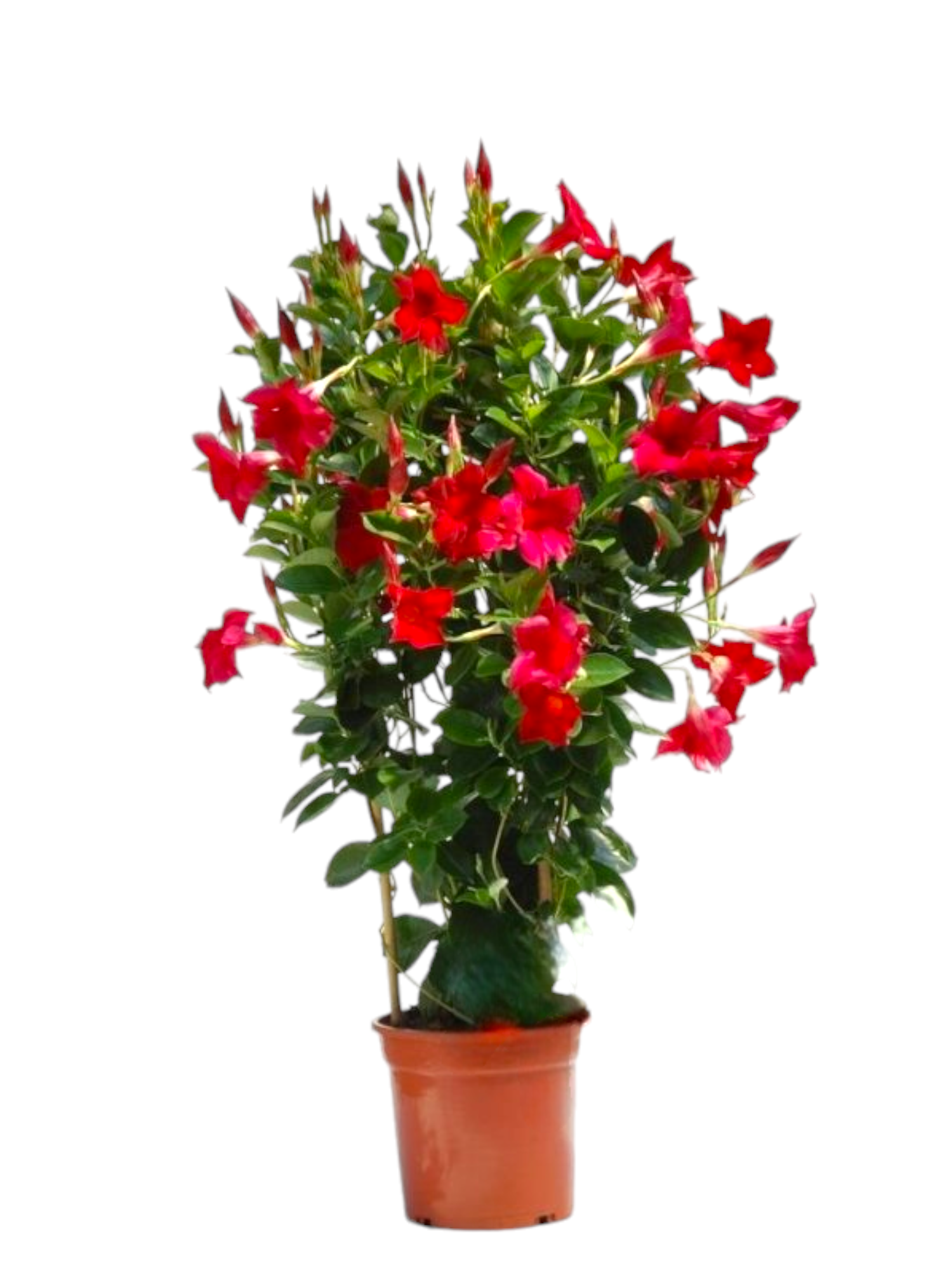 Featured image for “Dipladenia a spagliera”