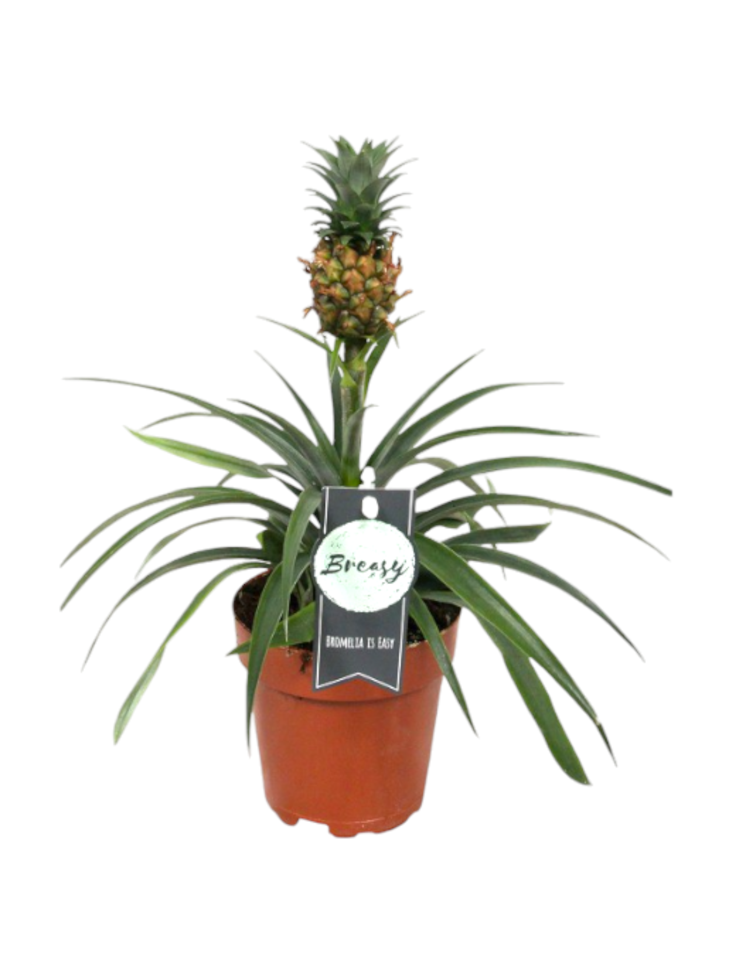 Featured image for “Ananas”
