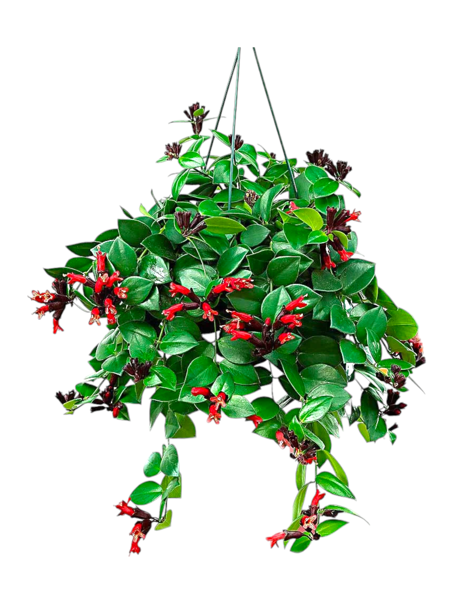 Featured image for “Aeschynanthus”