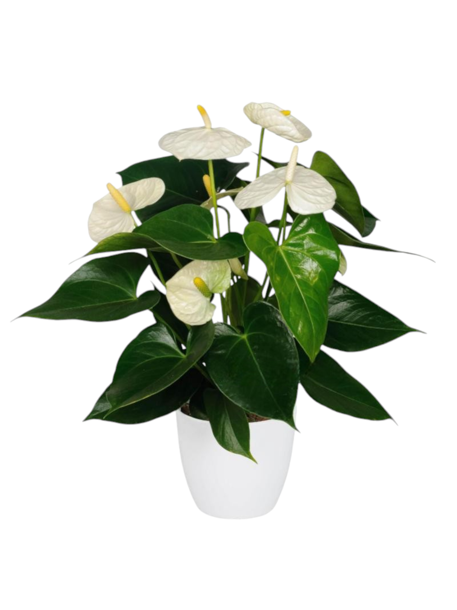 Anthurium - immagine 2
