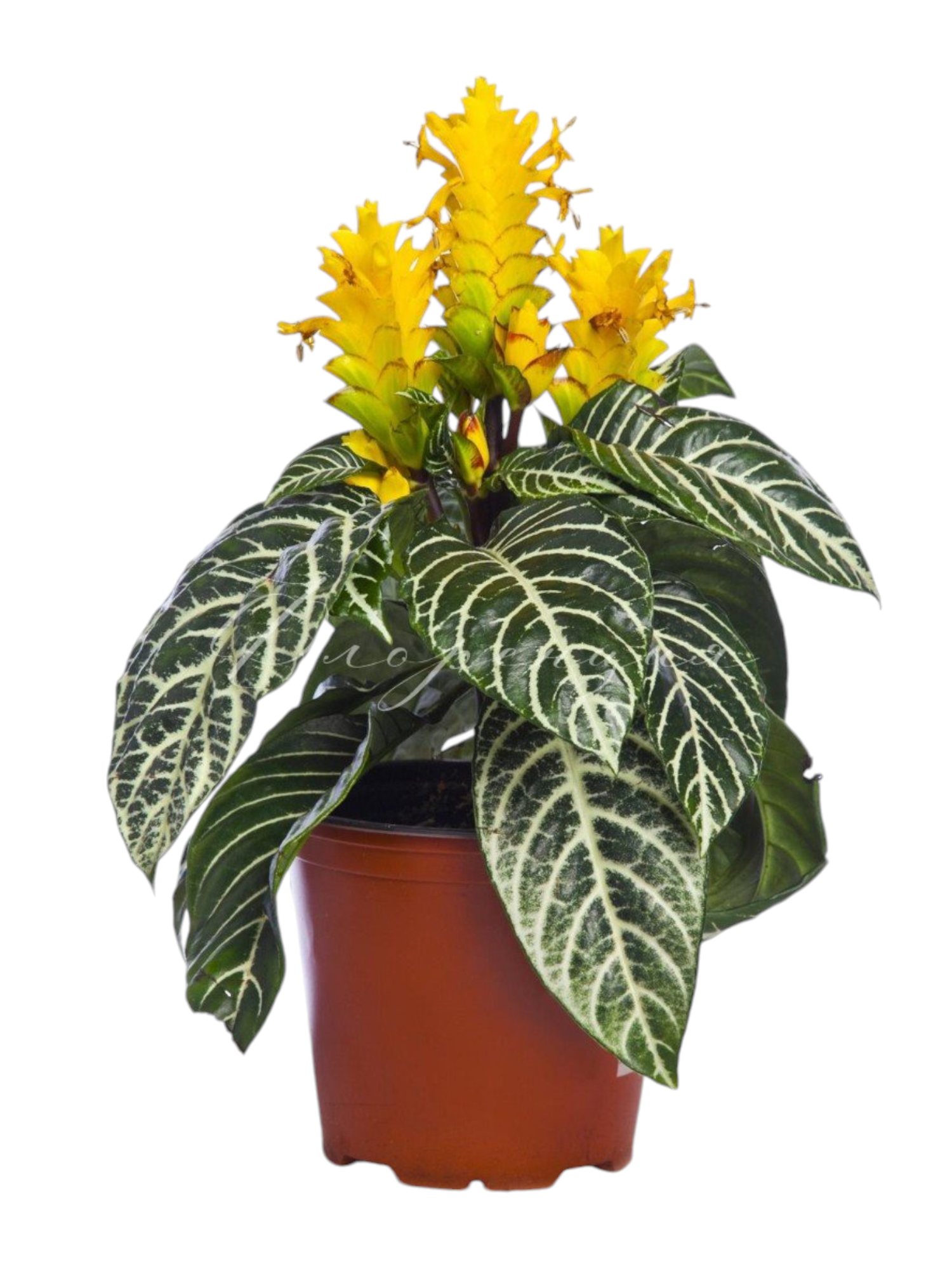 Featured image for “Afelandra (Aphelandra)”