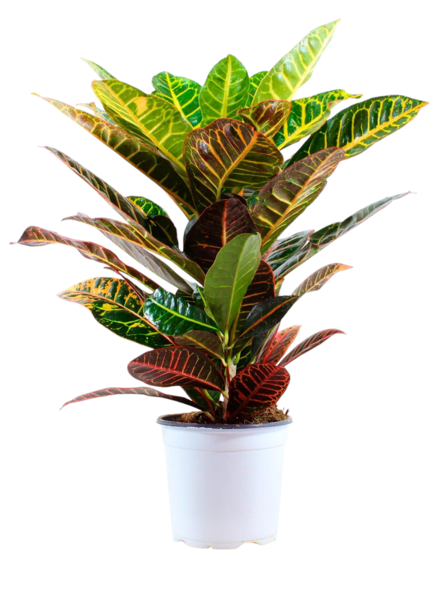Featured image for “Croton”