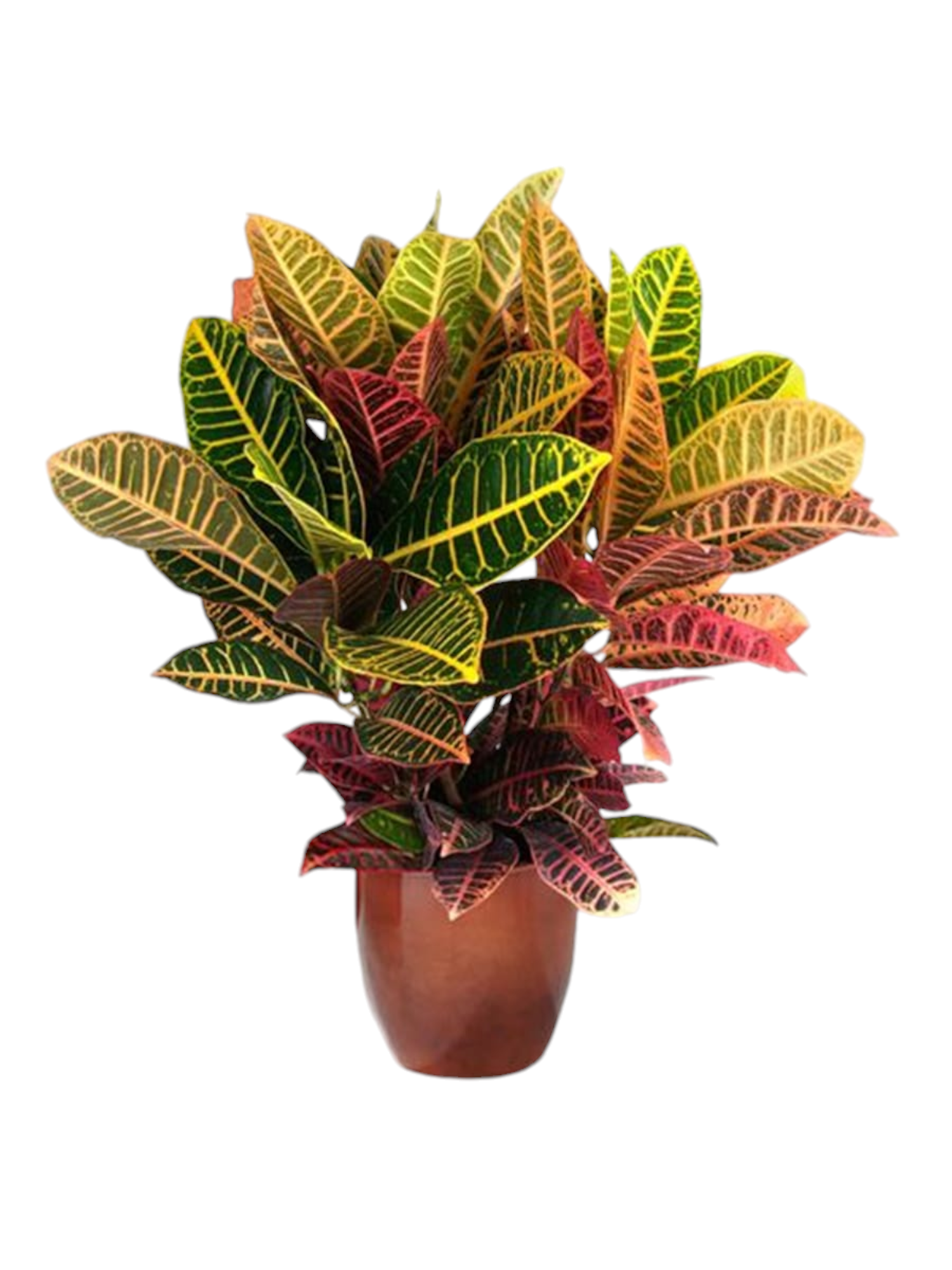 Featured image for “Croton”