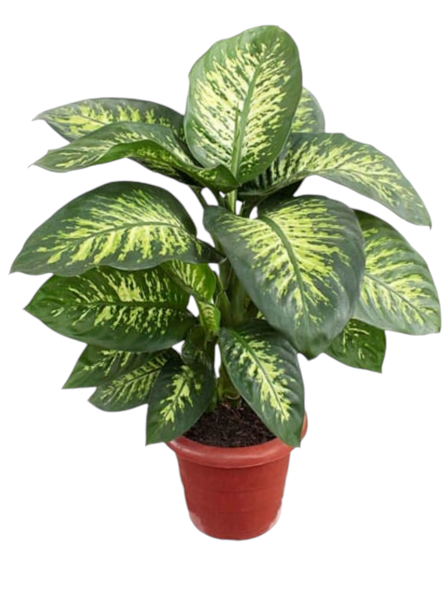 Featured image for “Pianta Dieffenbachia ”