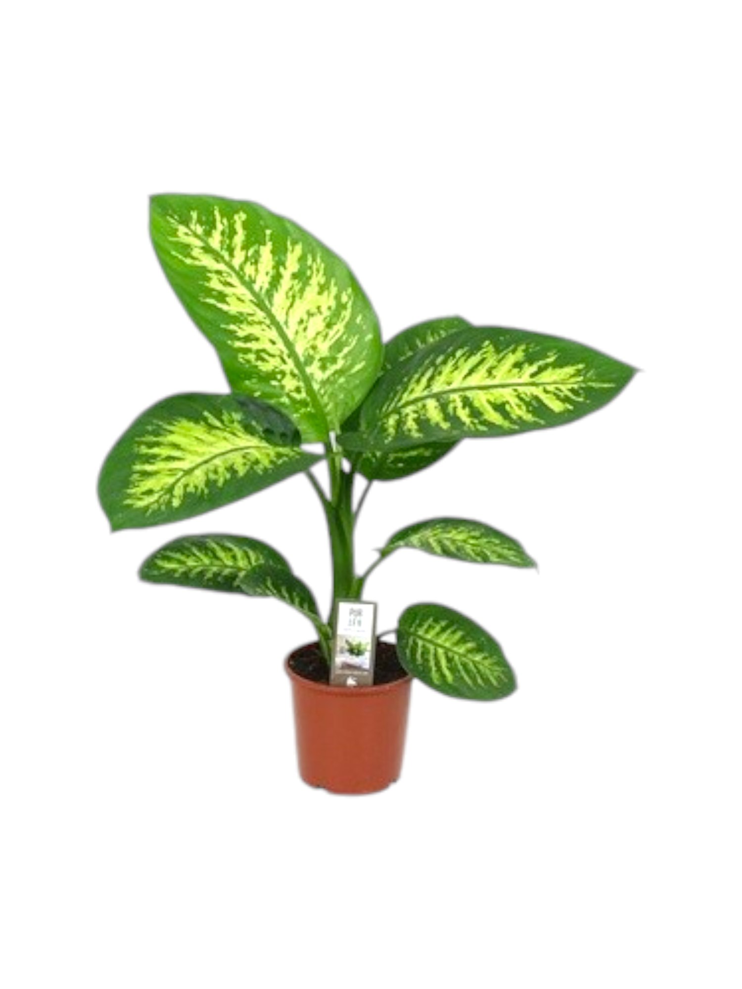 Featured image for “Pianta Dieffenbachia”