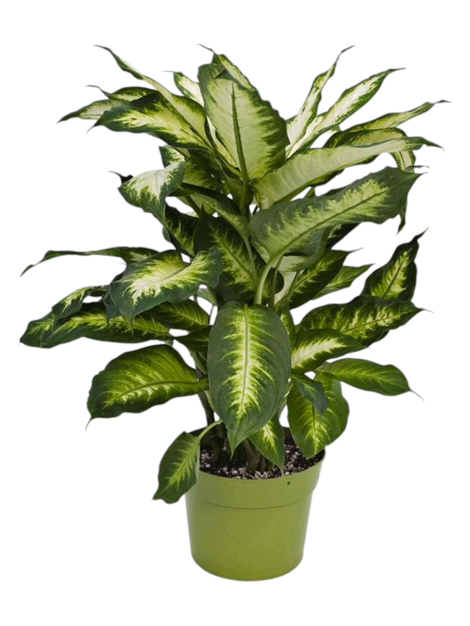 Featured image for “La Dieffenbachia”