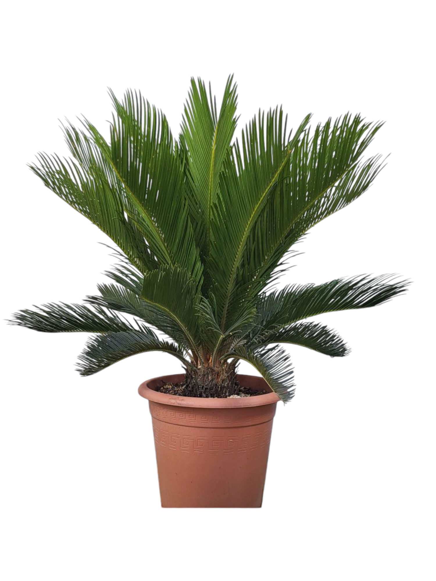 Featured image for “Cycas”