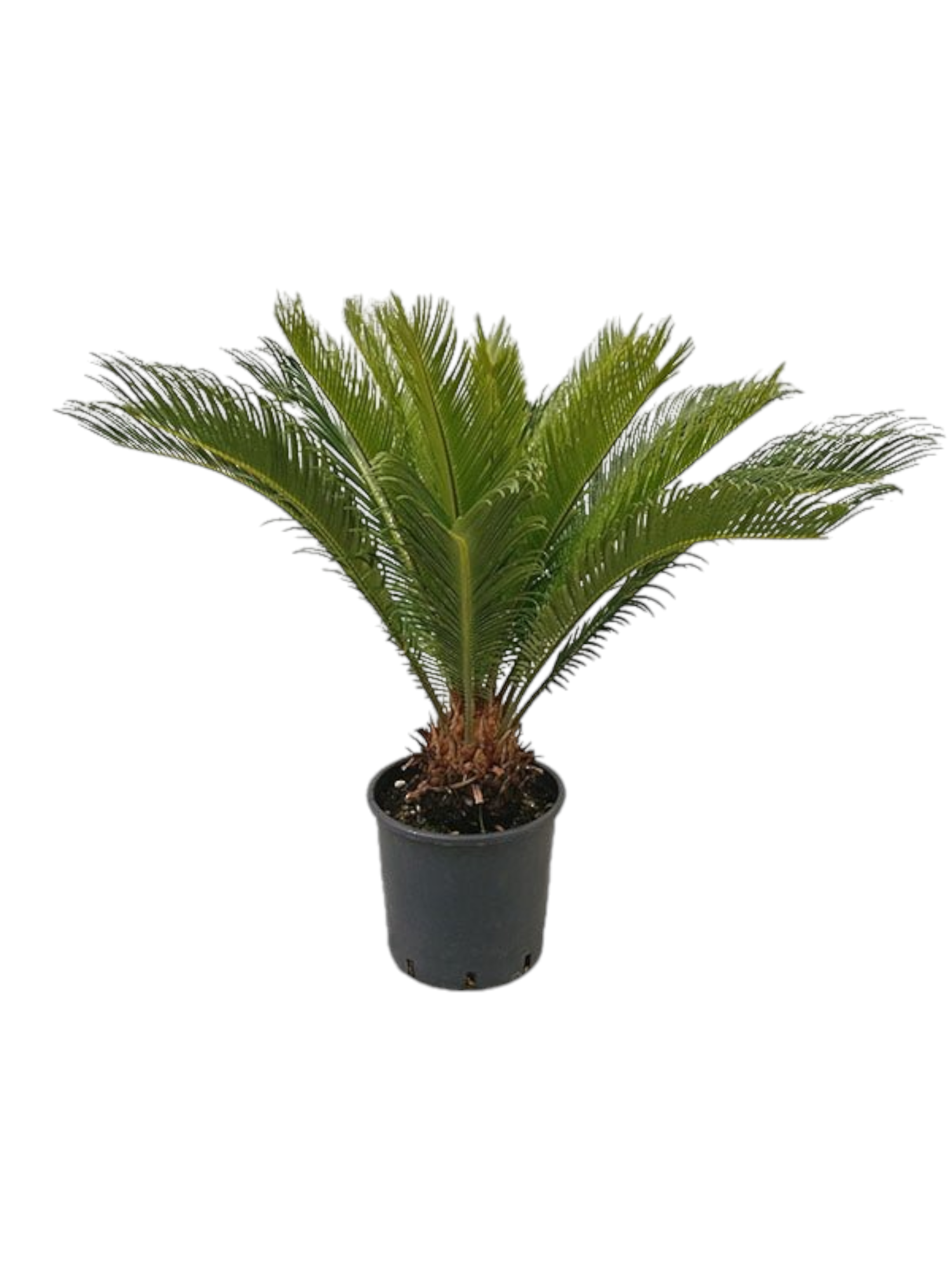 Featured image for “Cycas”