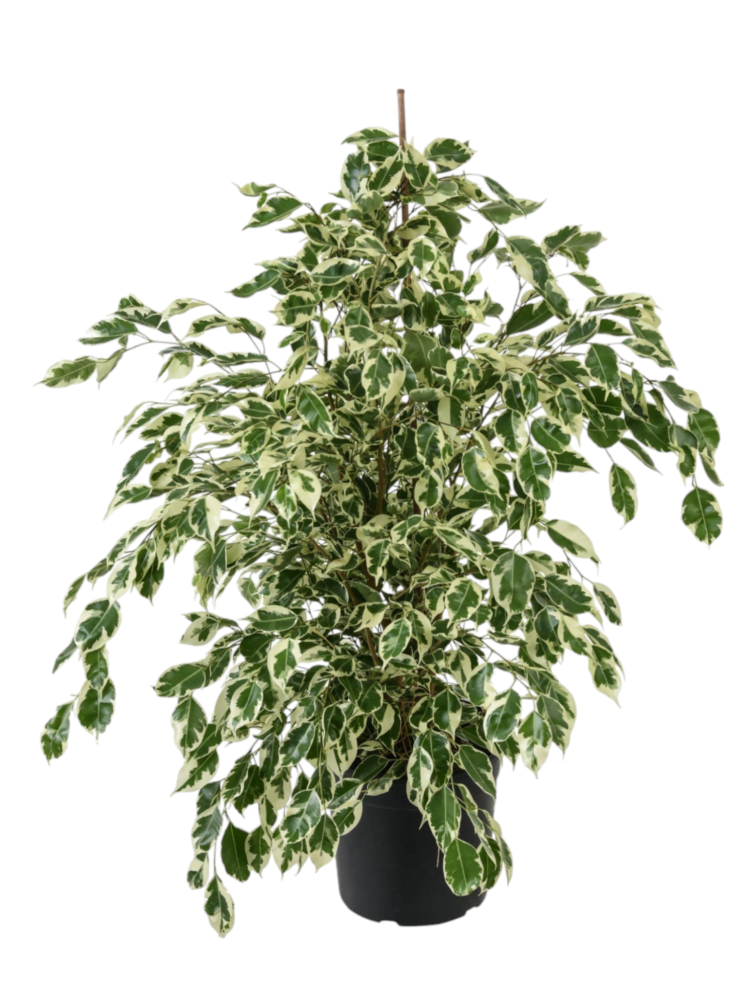 Featured image for “Ficus benjamin starlight”