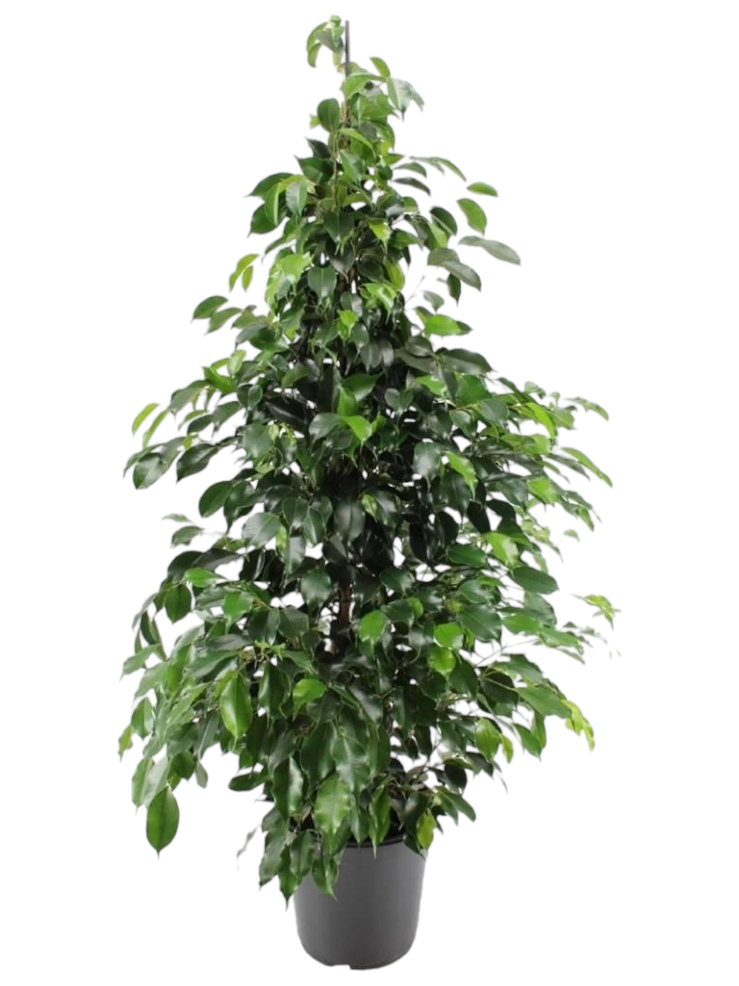Featured image for “Ficus Benjamin”