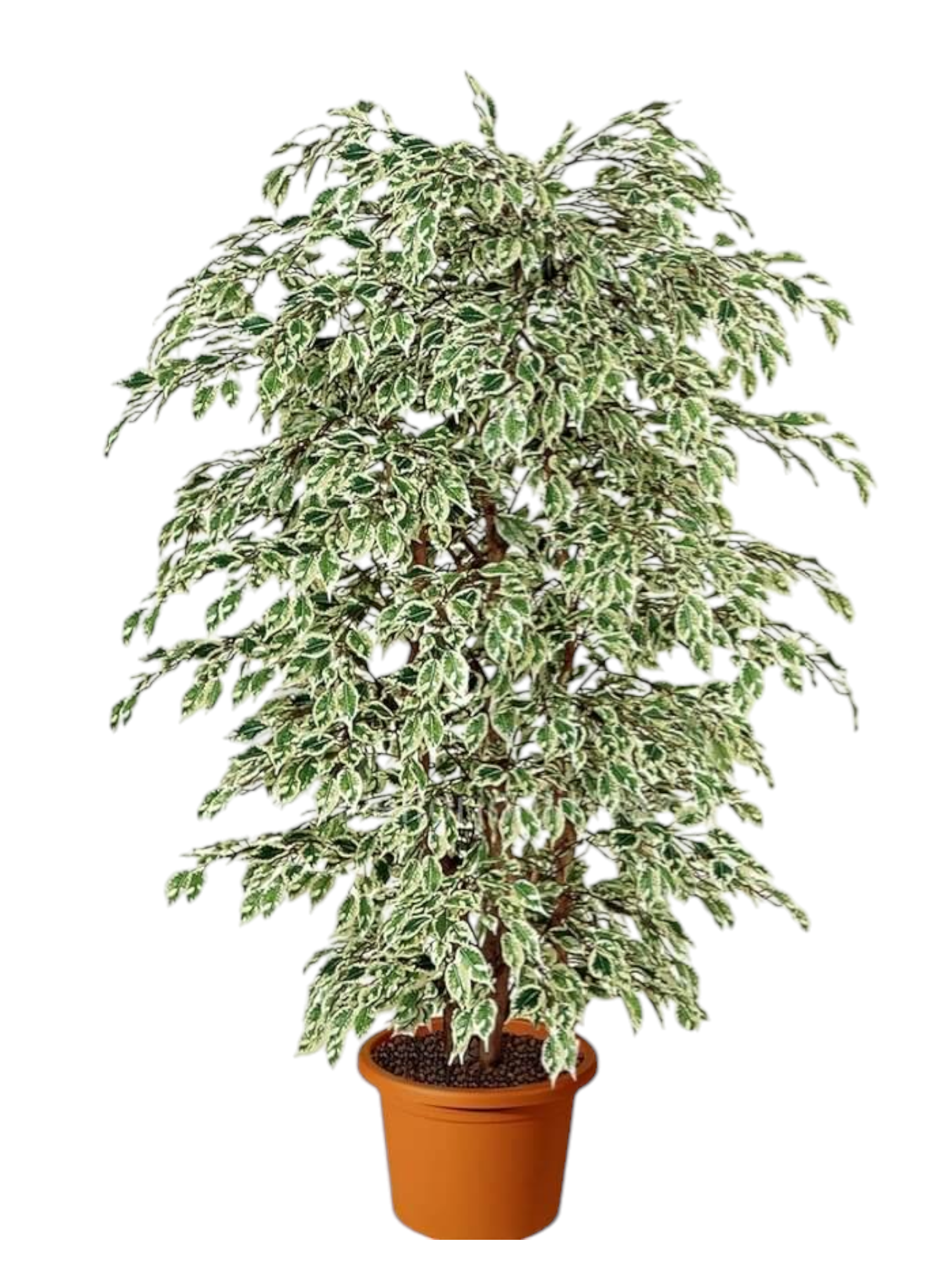 Featured image for “Ficus benjamin starlight”