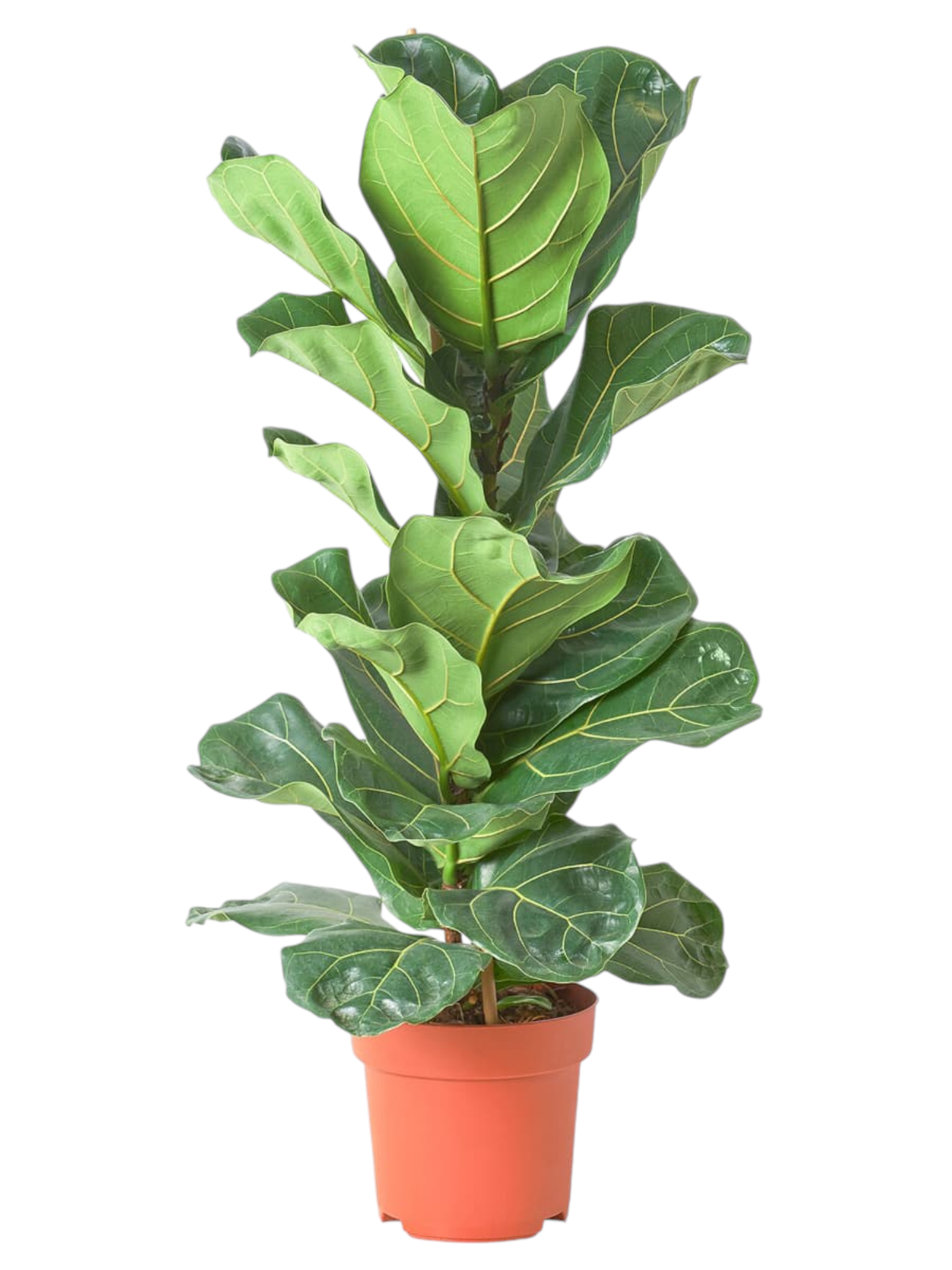 Featured image for “Ficus lyrata”