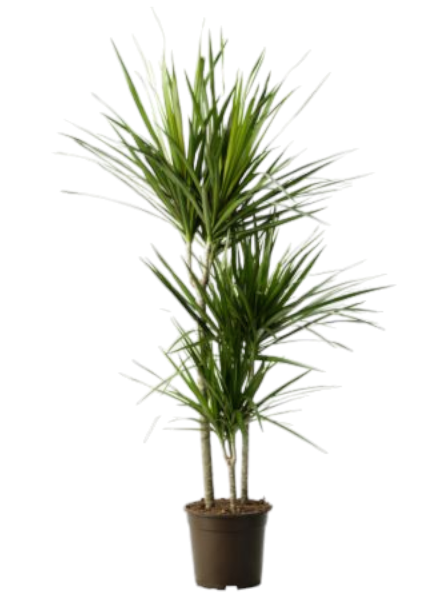 Featured image for “Dracena Grande”