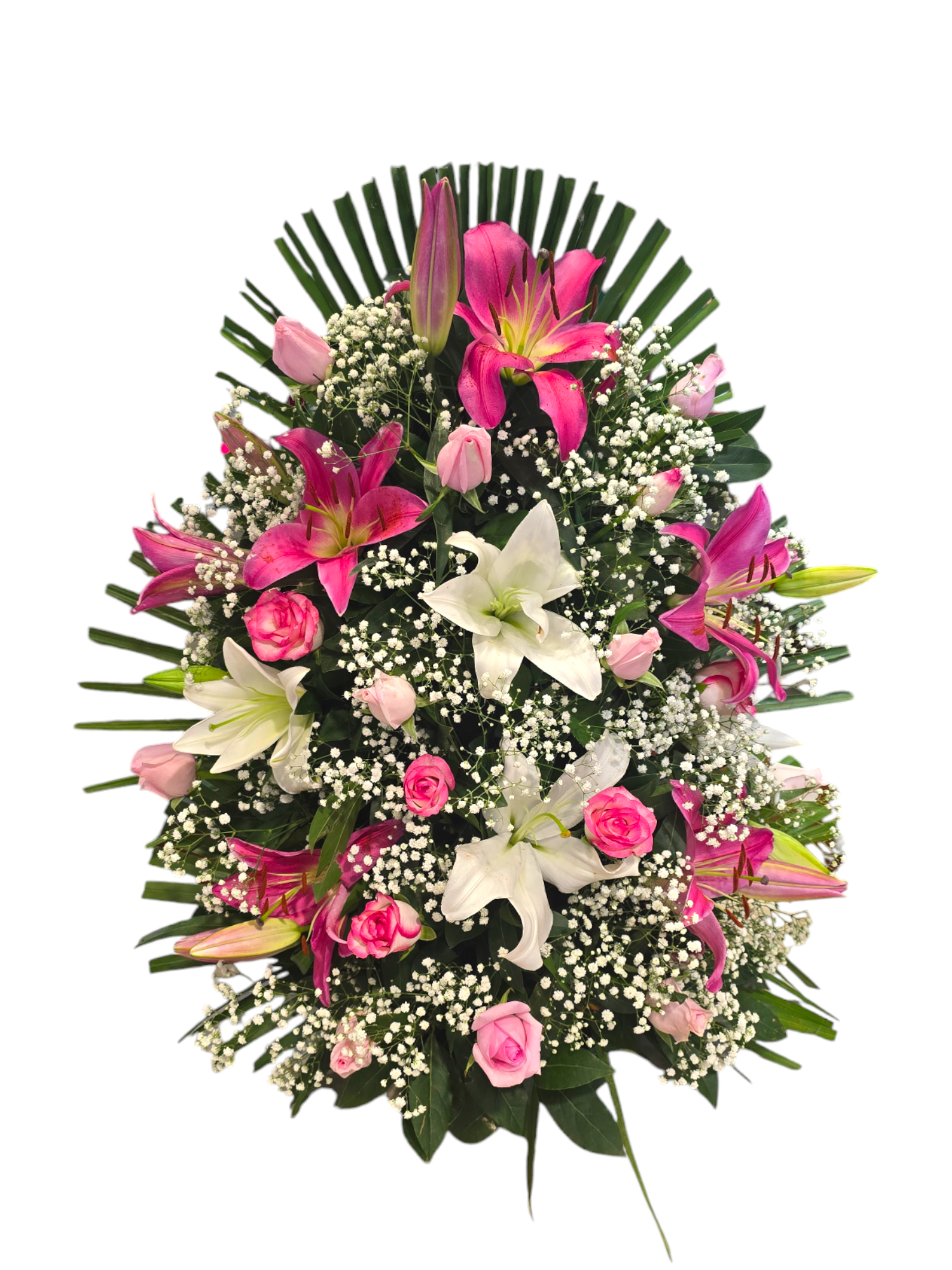 Featured image for “Adobbo stargazer rosa e bianco”