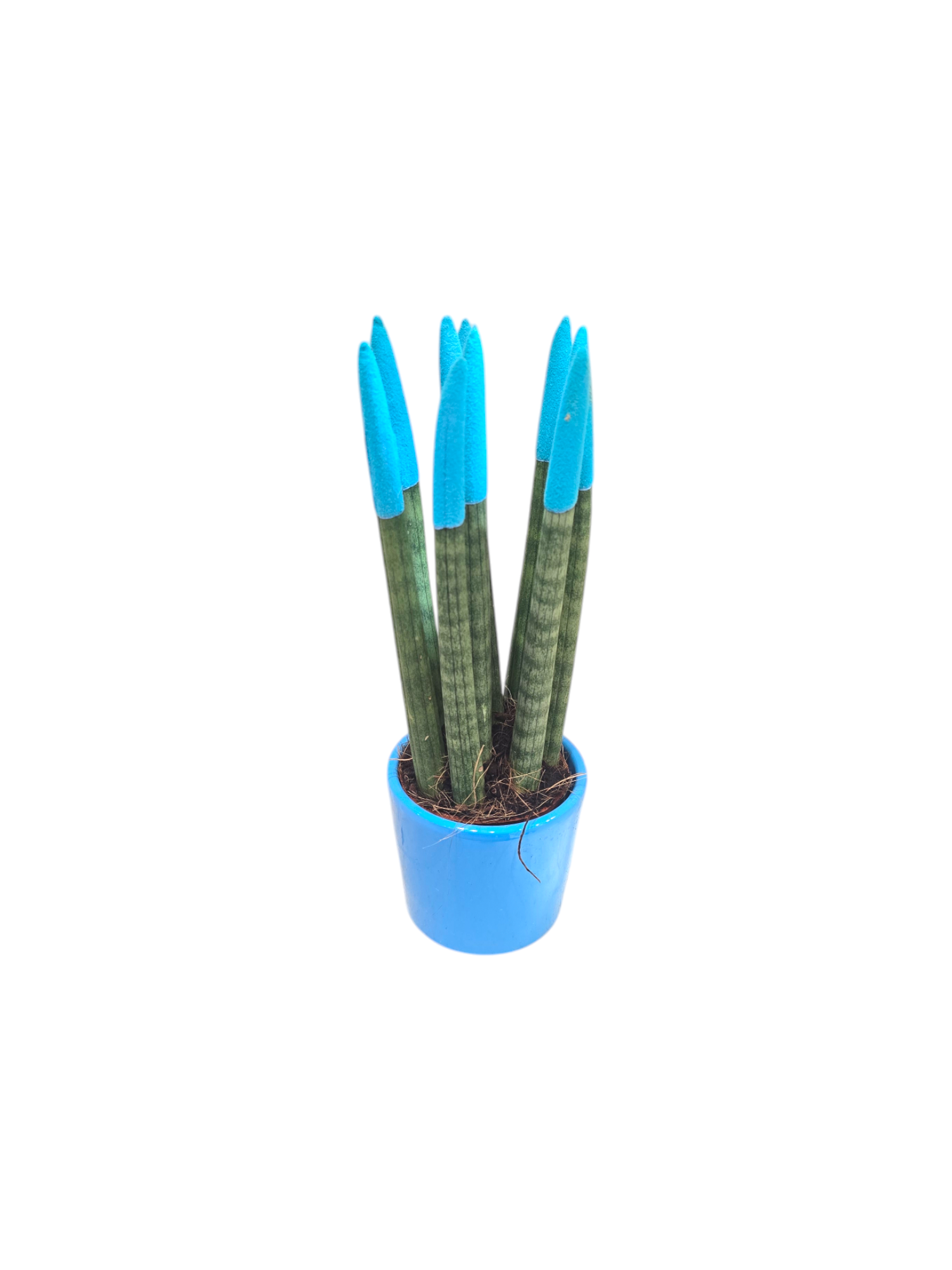 Sanseveria punte colorate - immagine 2