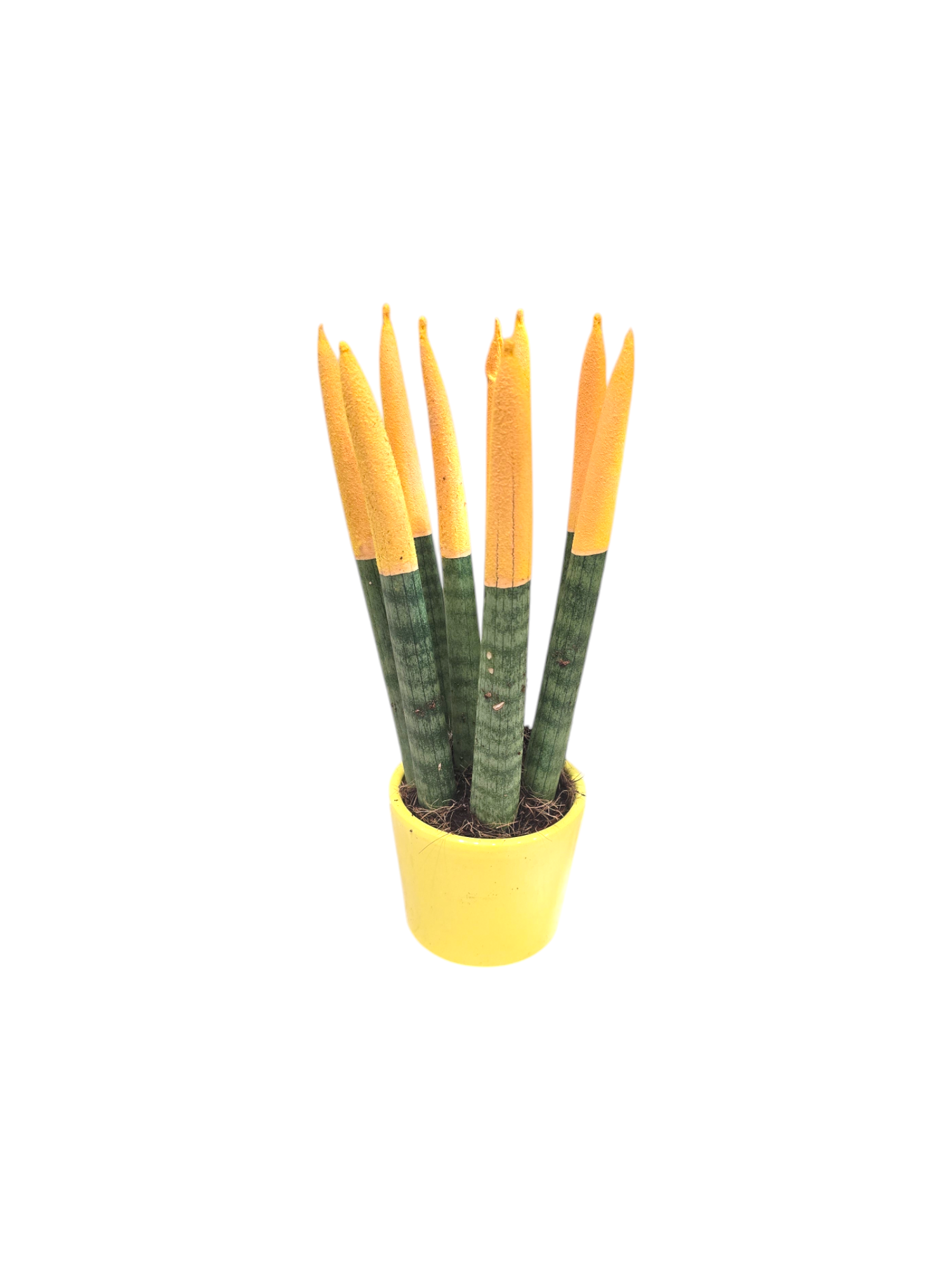 Sanseveria punte colorate - immagine 3