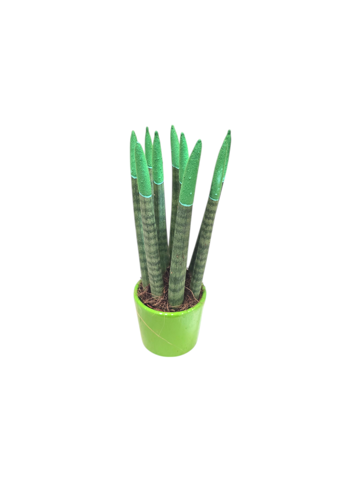Sanseveria punte colorate - immagine 4