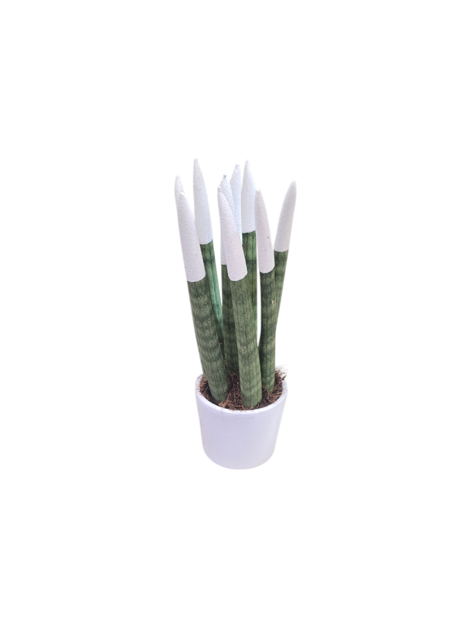 Sanseveria punte colorate - immagine 5