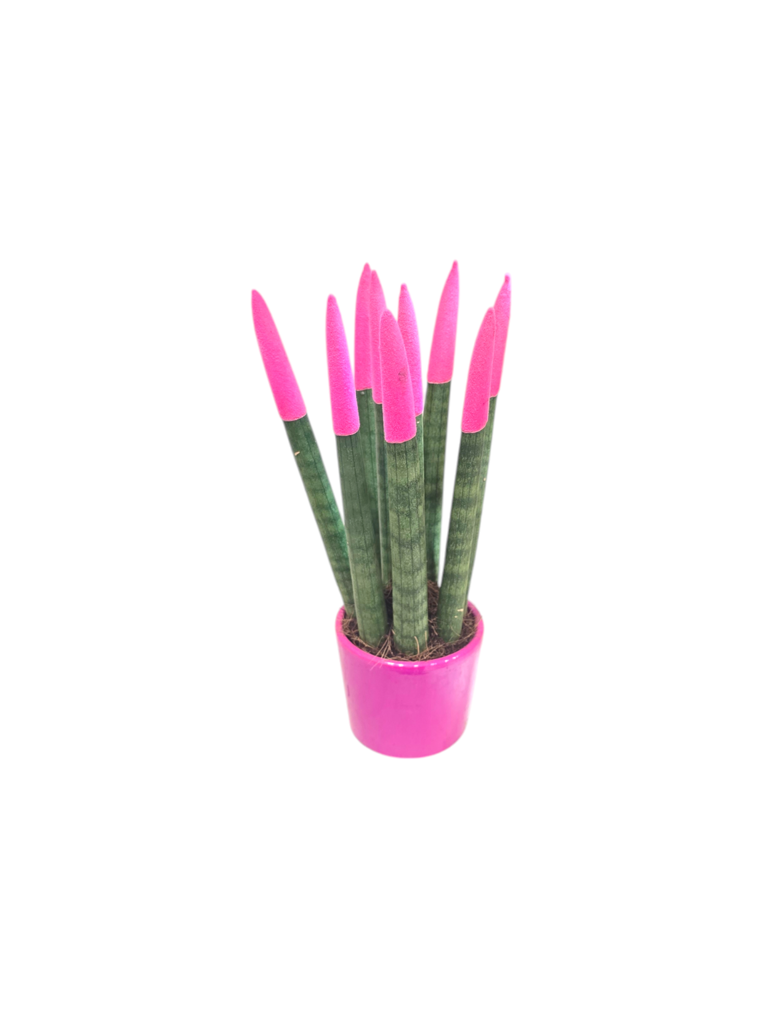 Sanseveria punte colorate - immagine 6