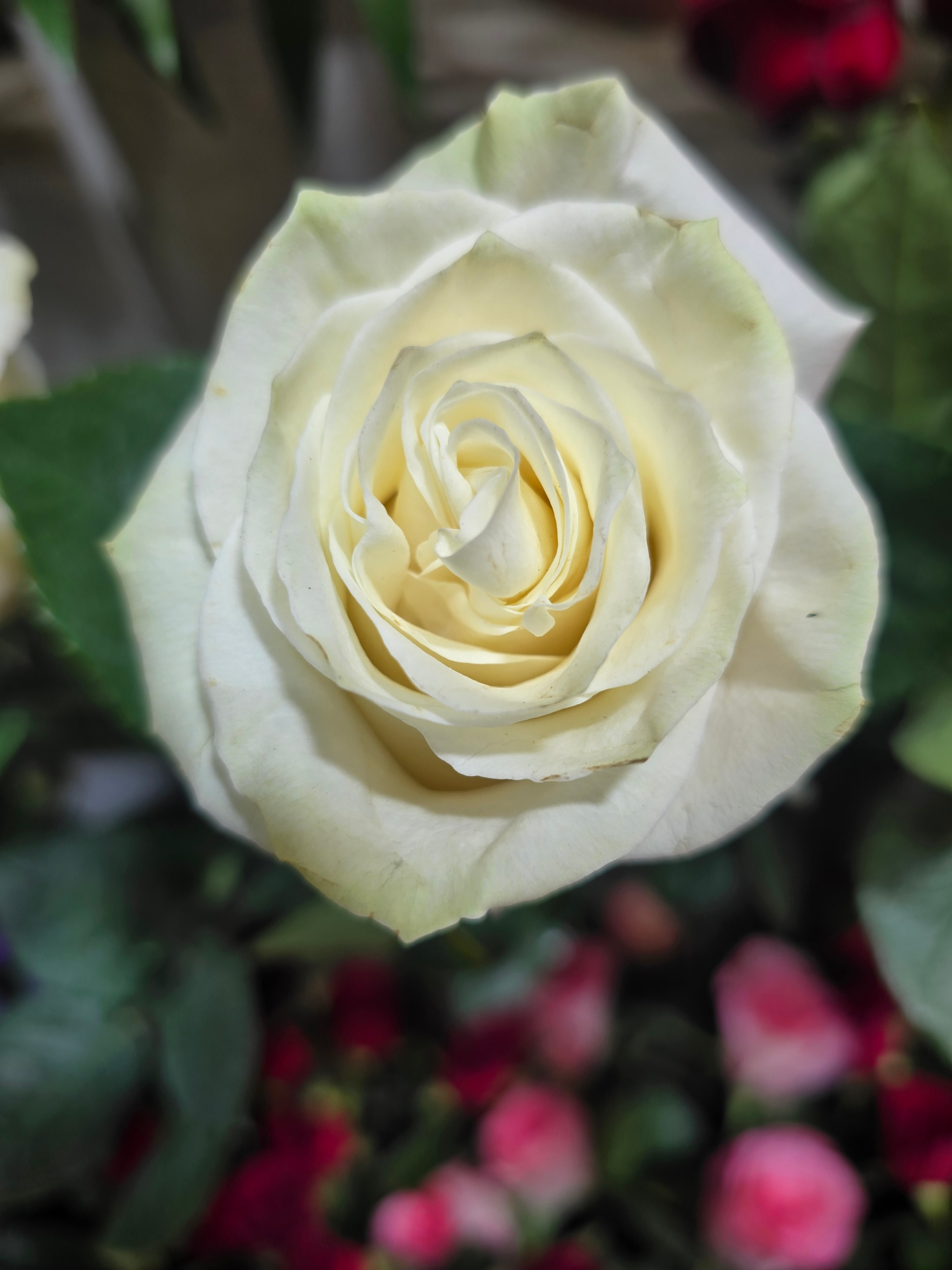 Rose bianche a gambo lungo (Prezzo per Stelo - Composizione a scelta) - immagine 2
