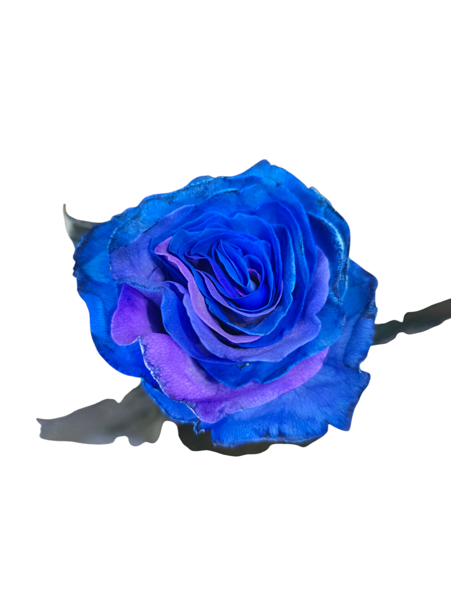 Rose blu a gambo lungo (Prezzo per stelo -Componi il tuo mazzo) - immagine 2