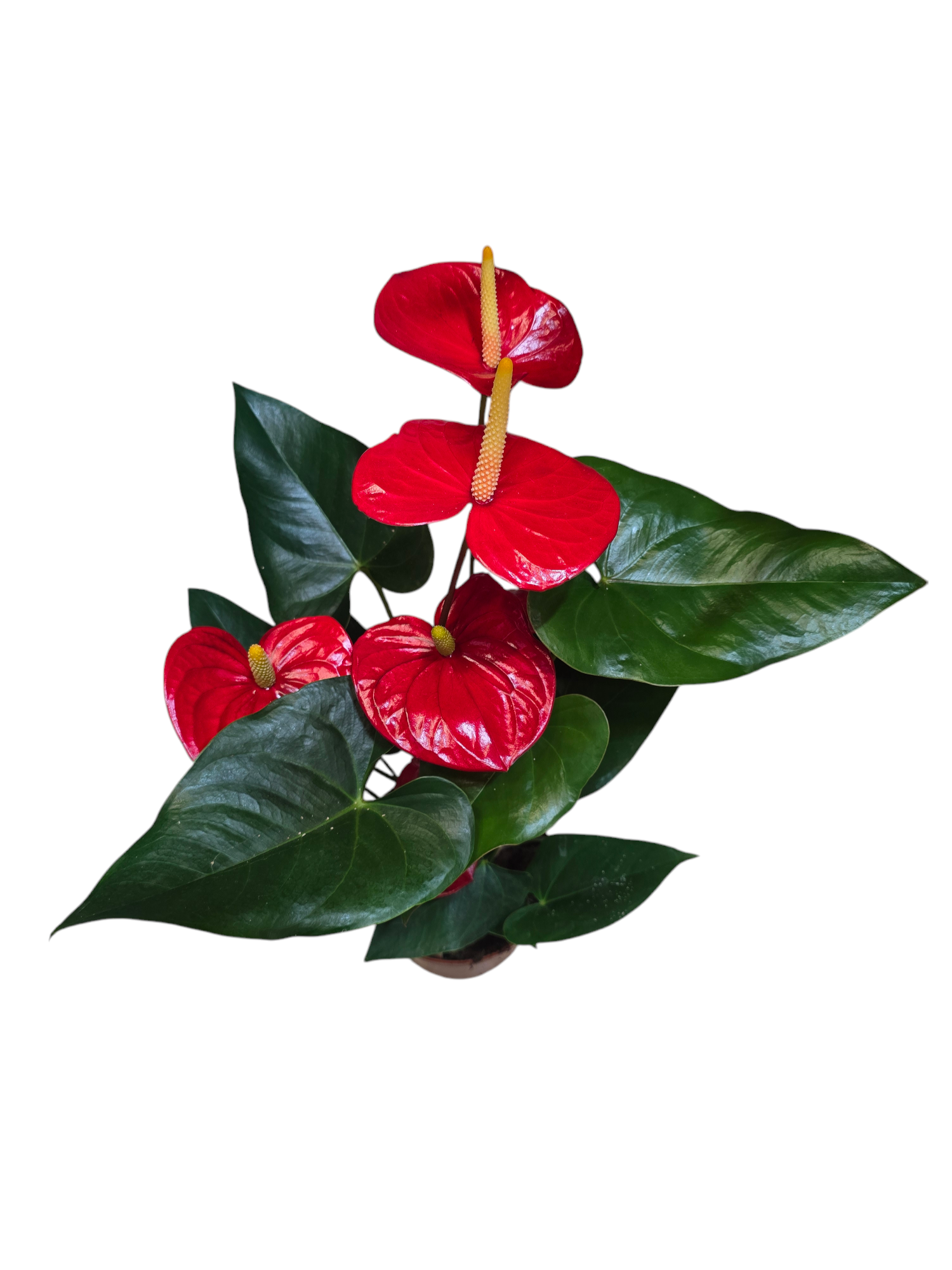 Anthurium - immagine 2