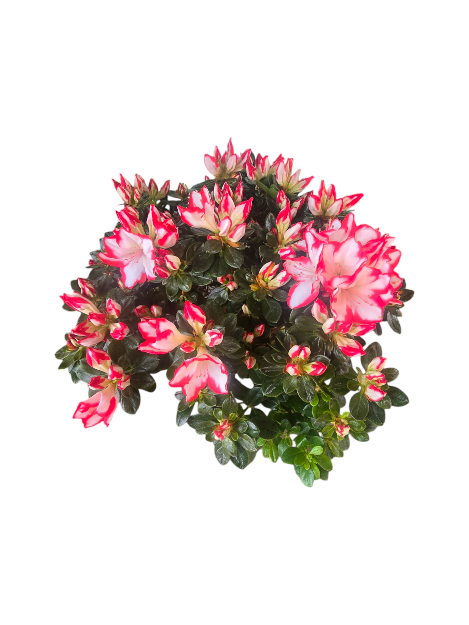 Featured image for “Azalea media”
